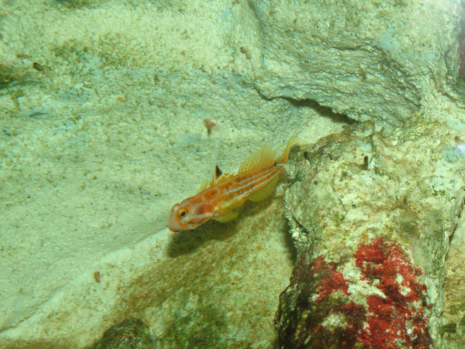 Yasha Hashe Goby at Cologne, 07/09/10