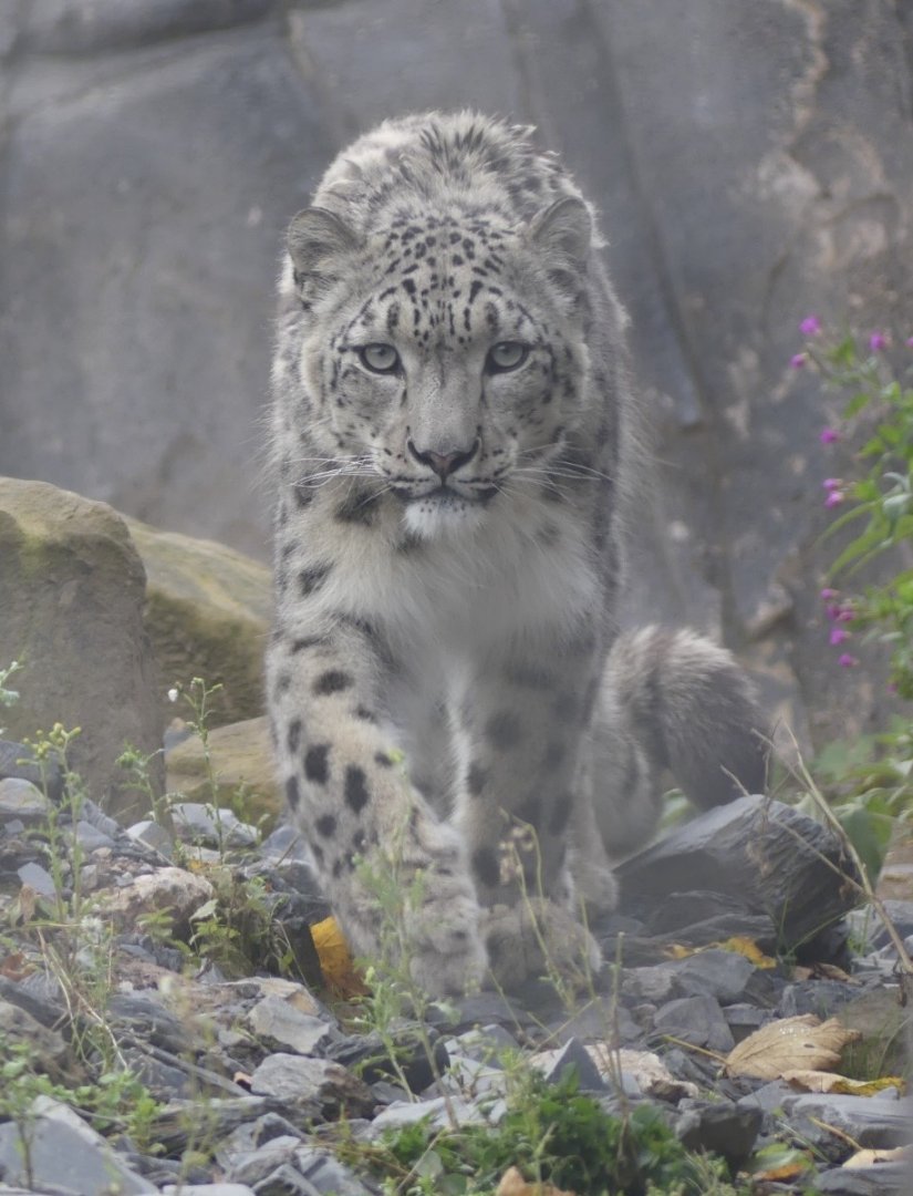 Yashin, male Snow Leopard