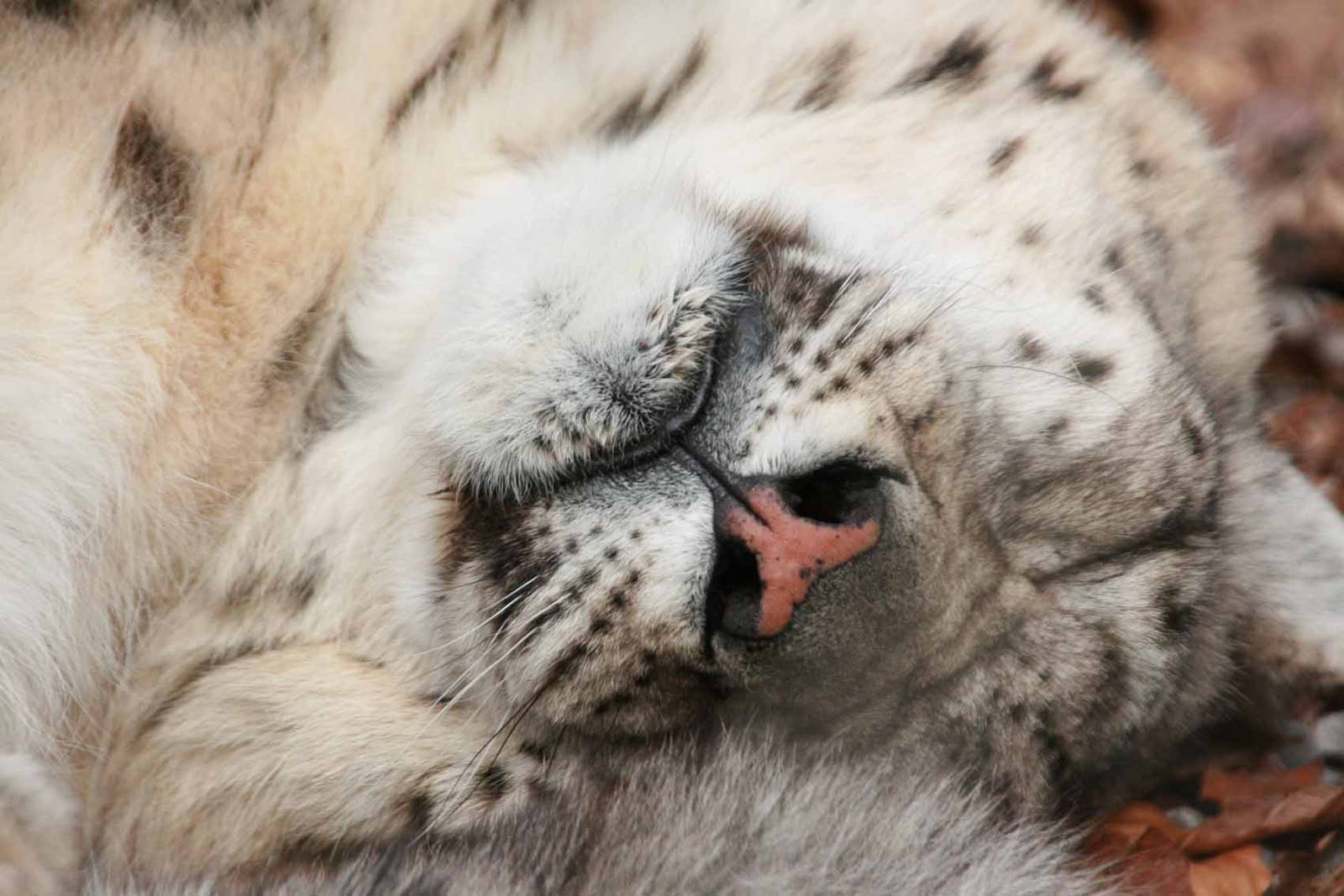 Yasmin, Snow Leopard at Marwell