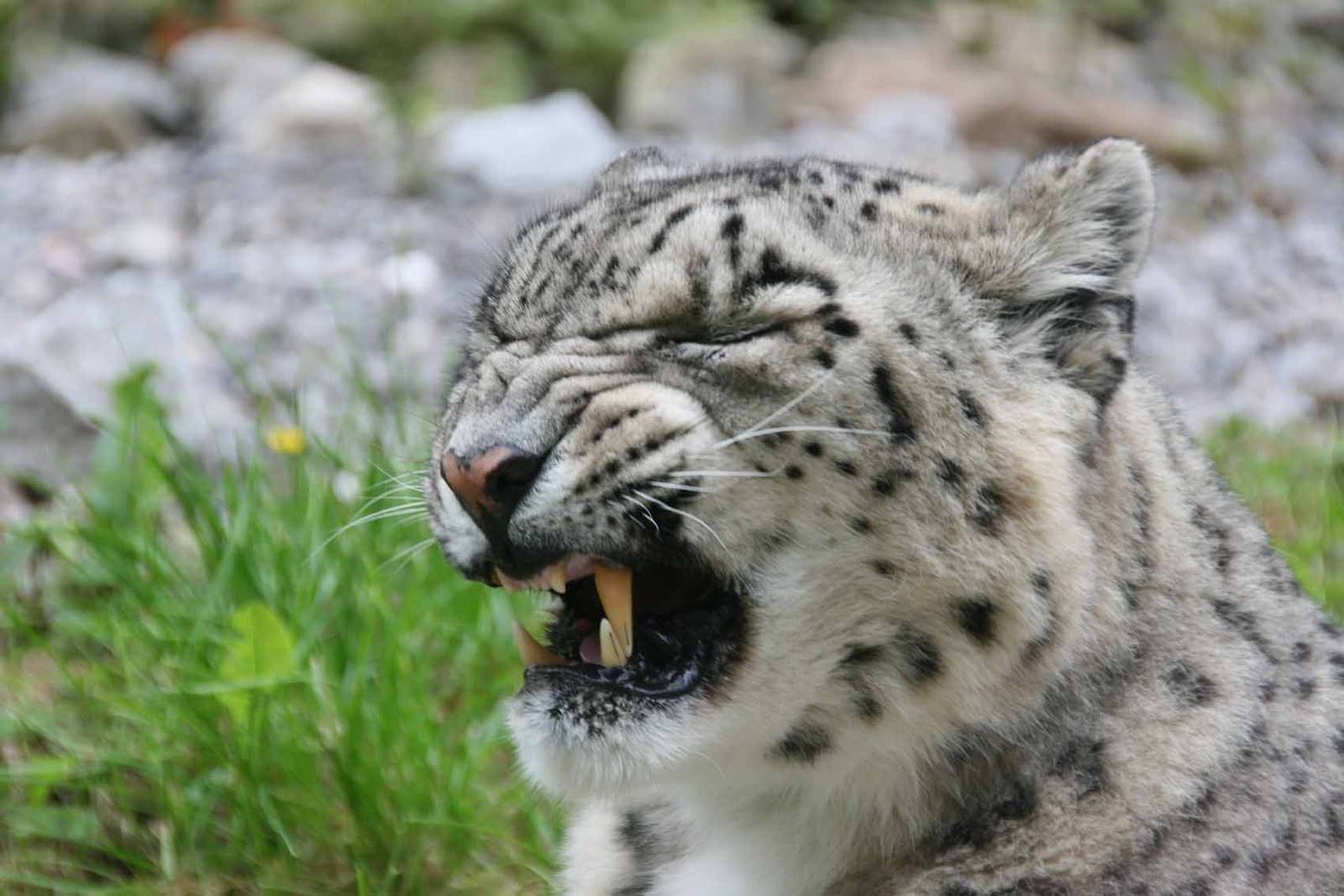 Yasmin, Snow Leopard at Marwell