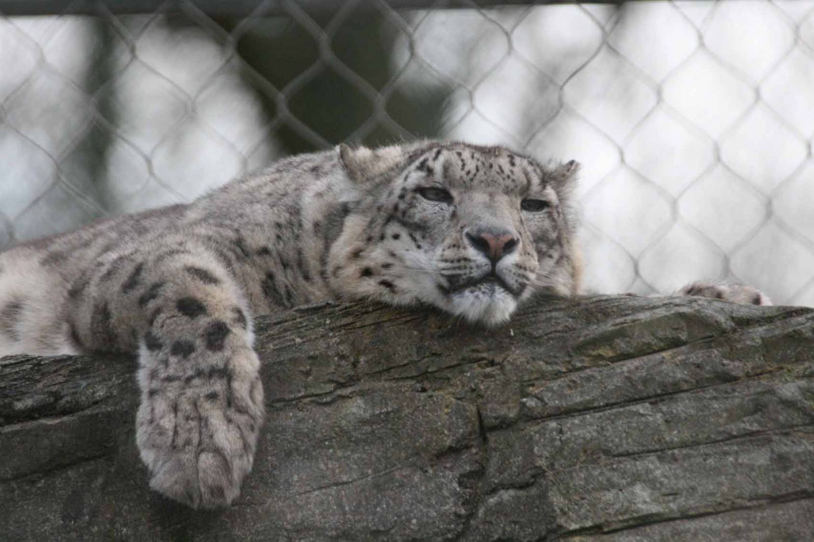 Yasmin, Snow Leopard at Marwell