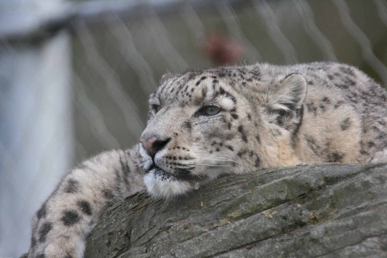 Yasmin, Snow Leopard at Marwell