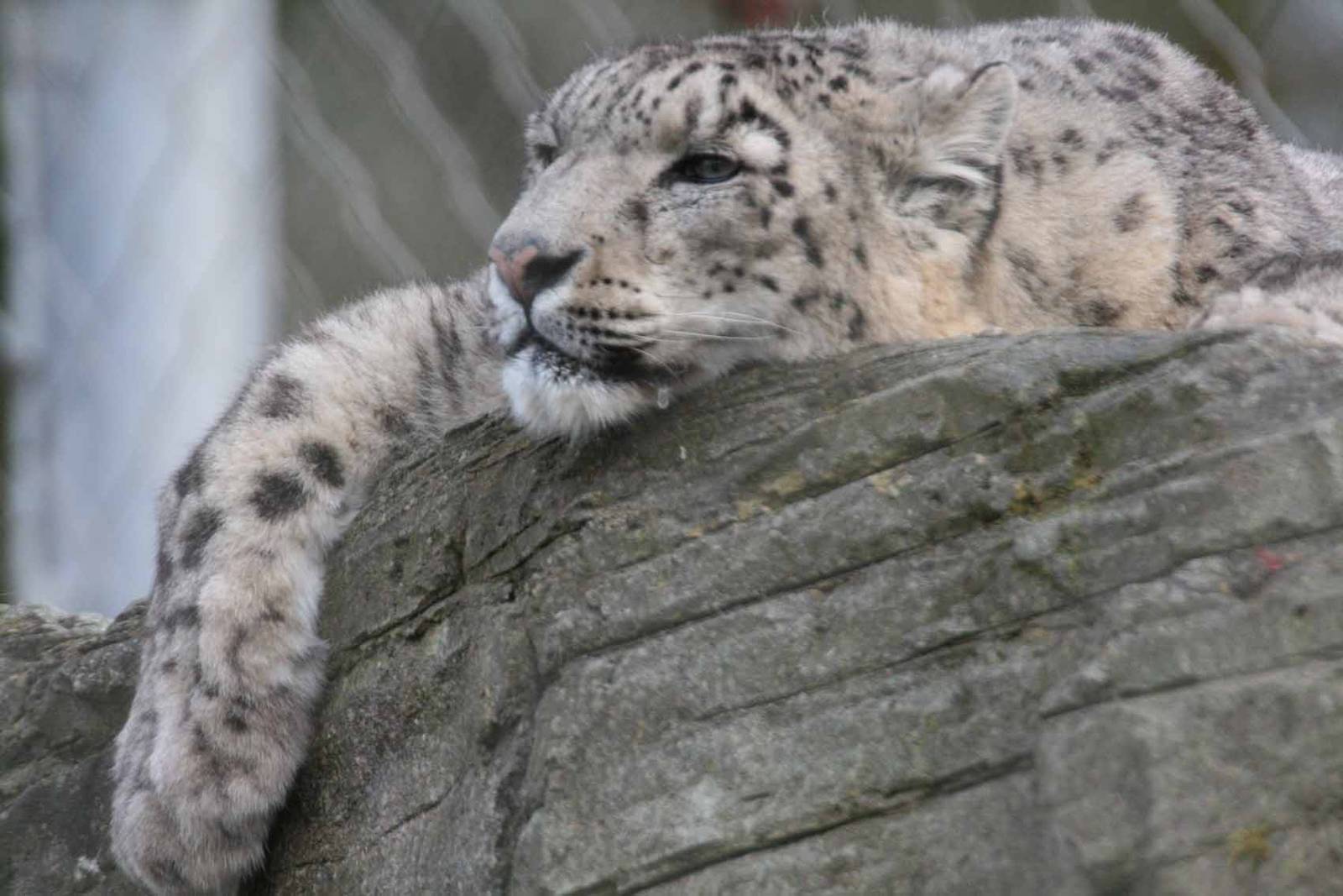 Yasmin, Snow Leopard, Marweill Wildlife