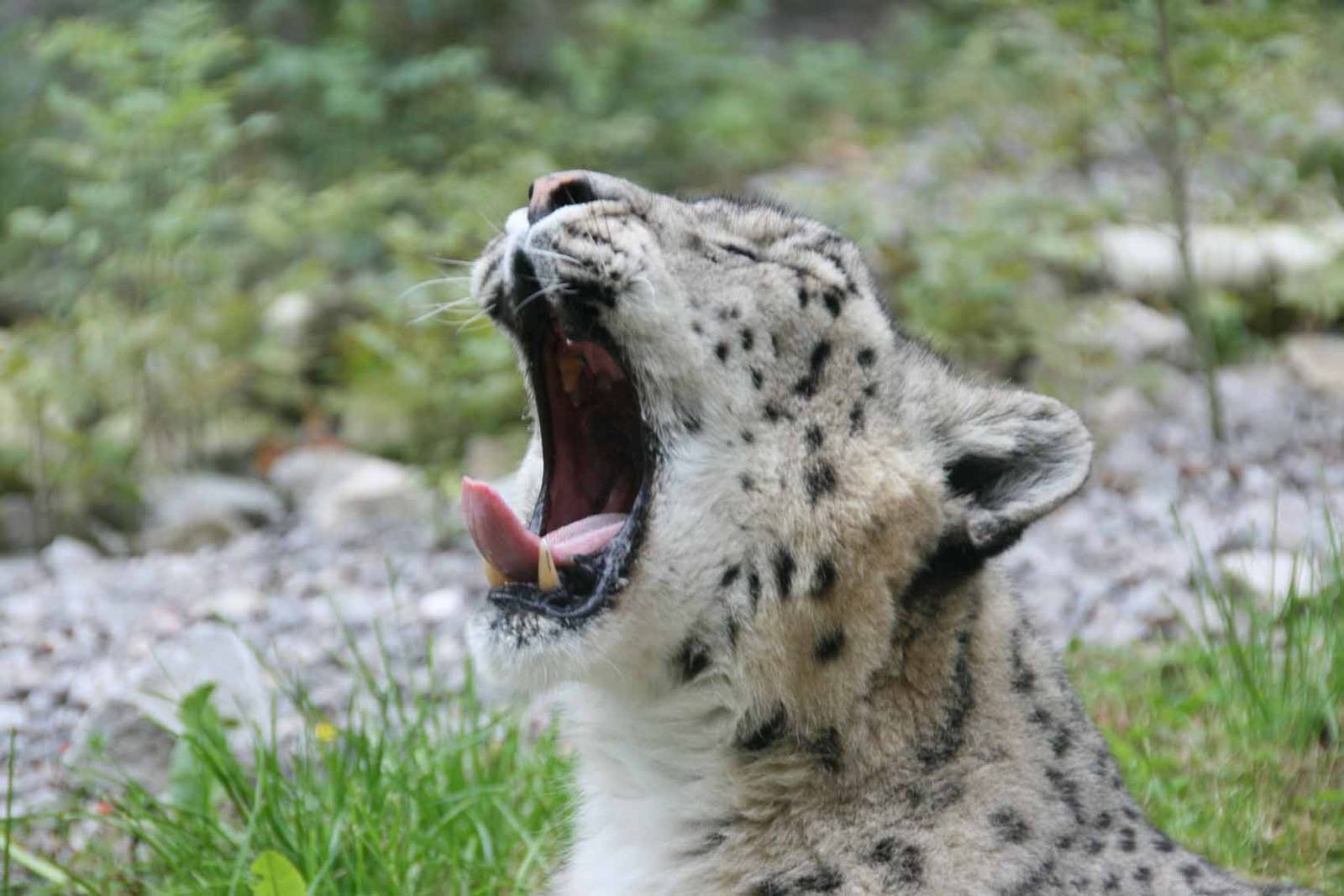 Yasmin, Snow Leopard, Marwell Wildlife