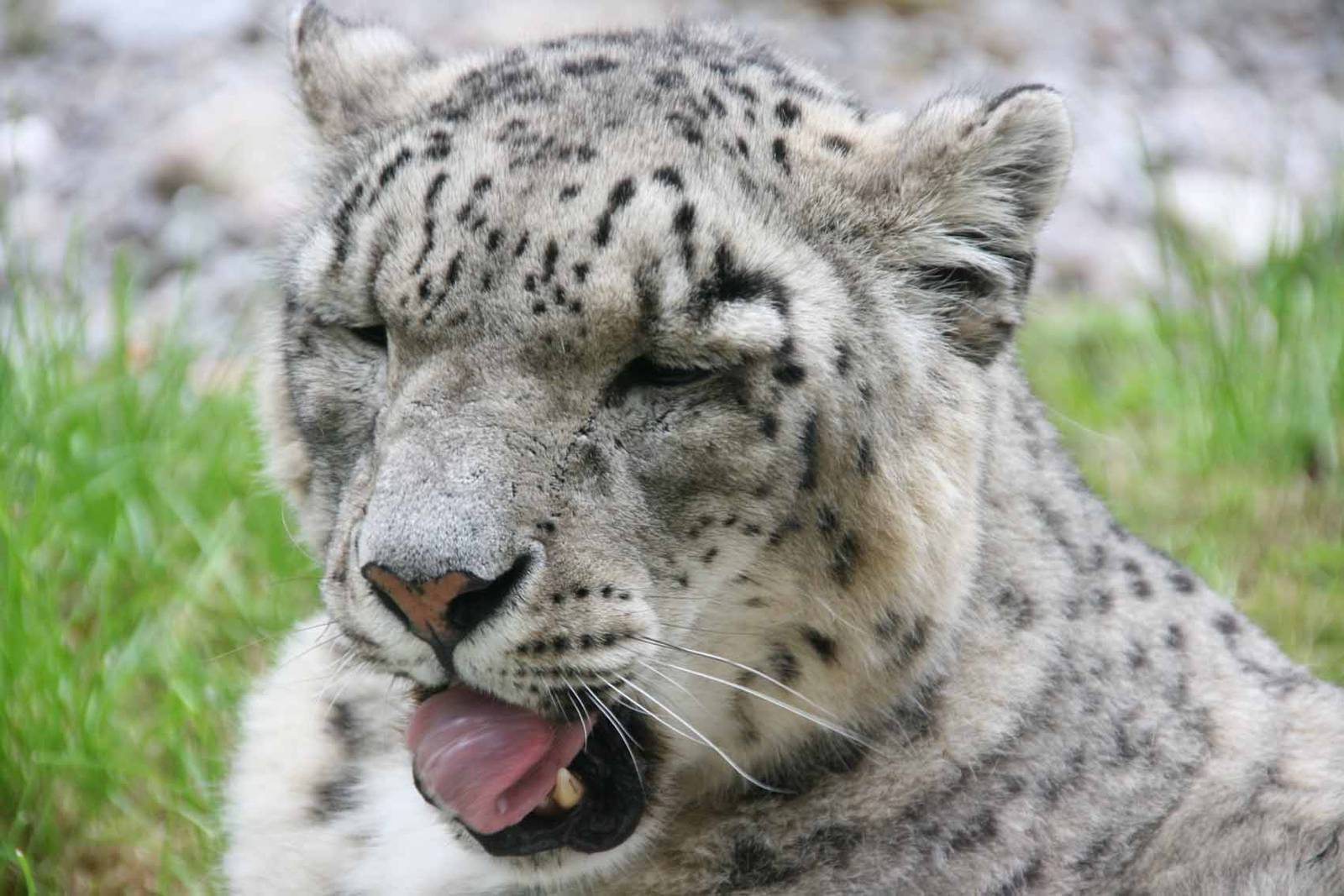 Yasmin, Snow Leopard, Marwell Wildlife