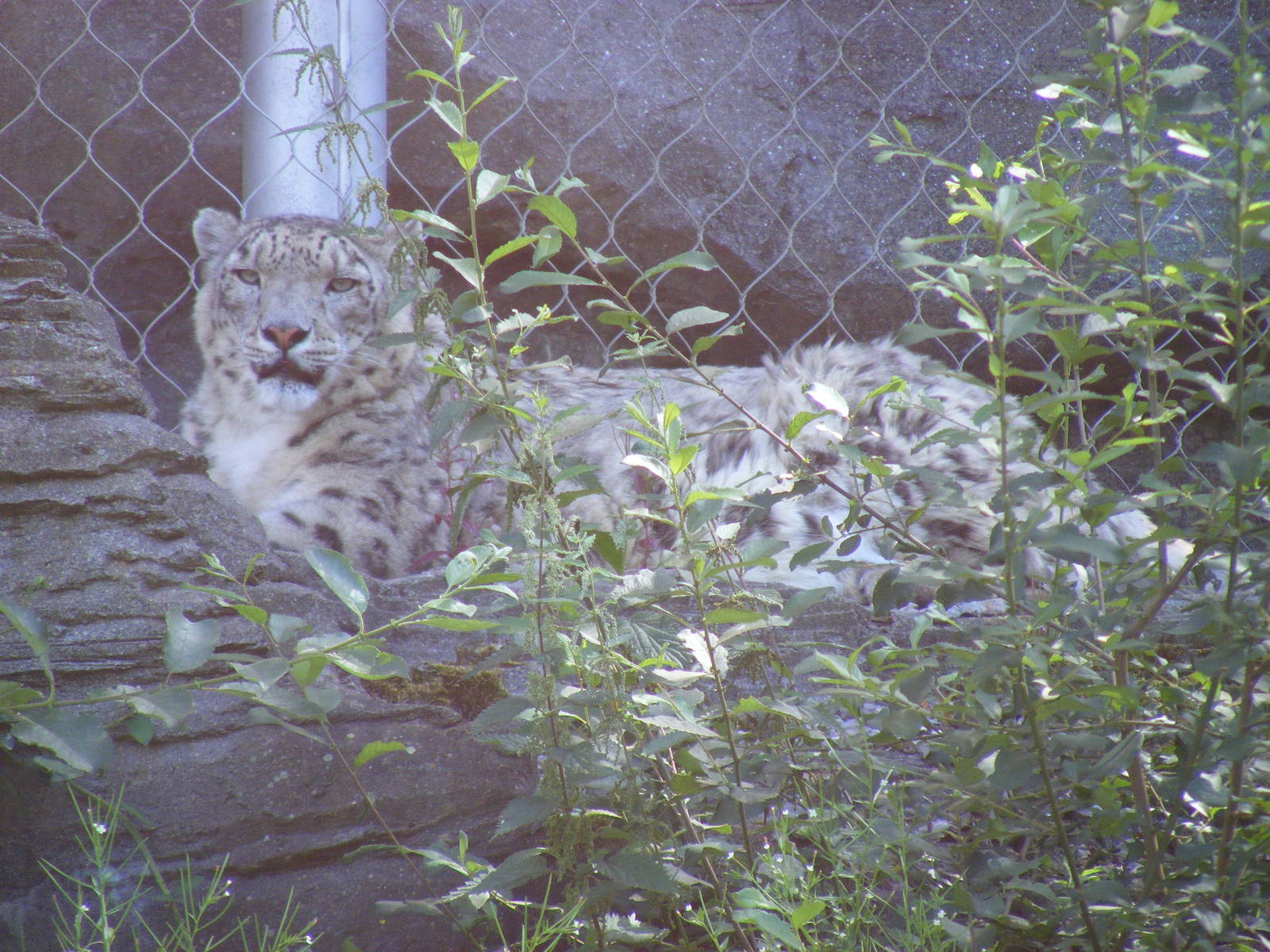 Yasmin the snow leopard at Marwell Wildlife, 18 July 2010