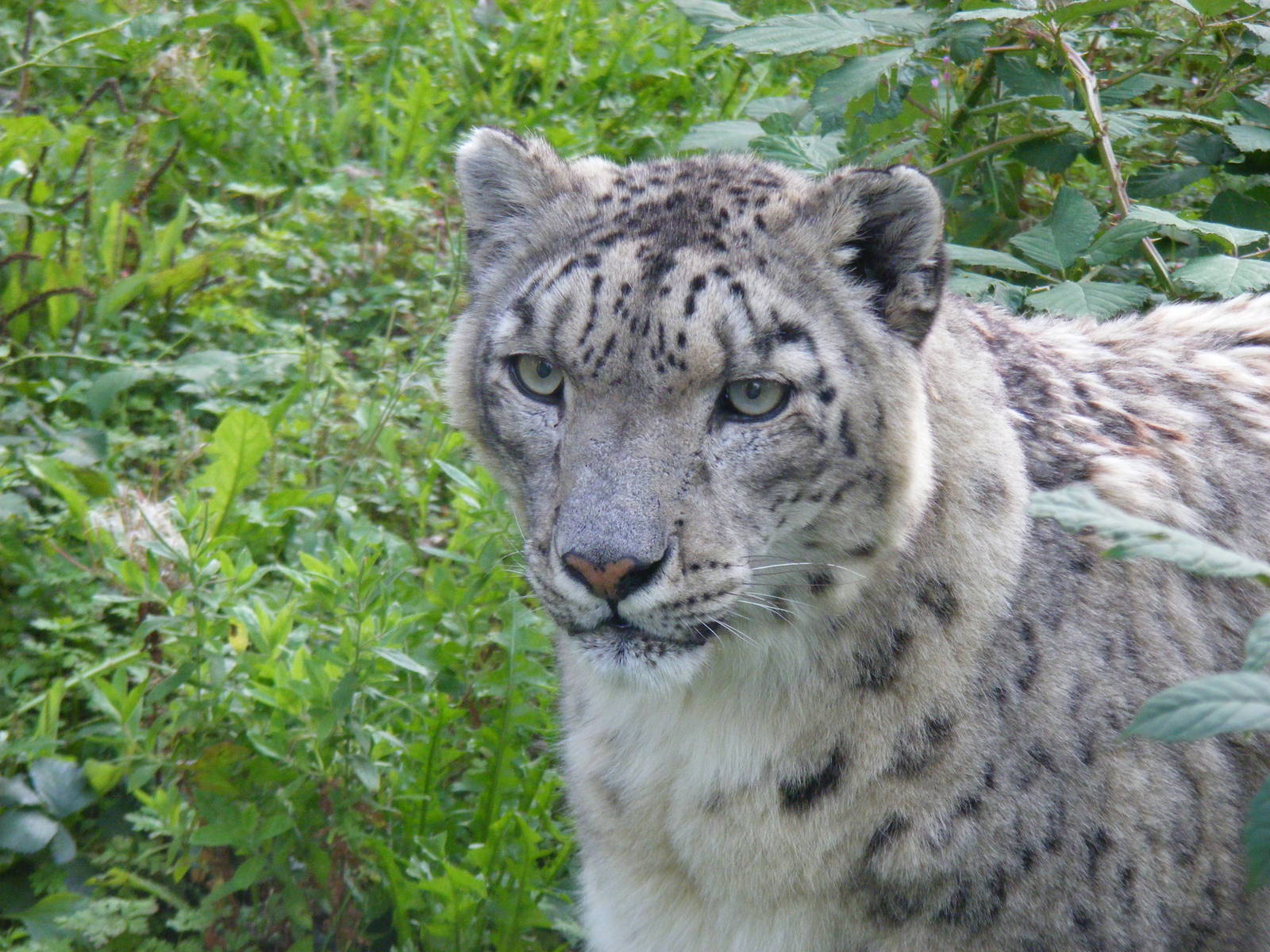 Yasmin the snow leopard at Marwell Wildlife, 2 September 2010