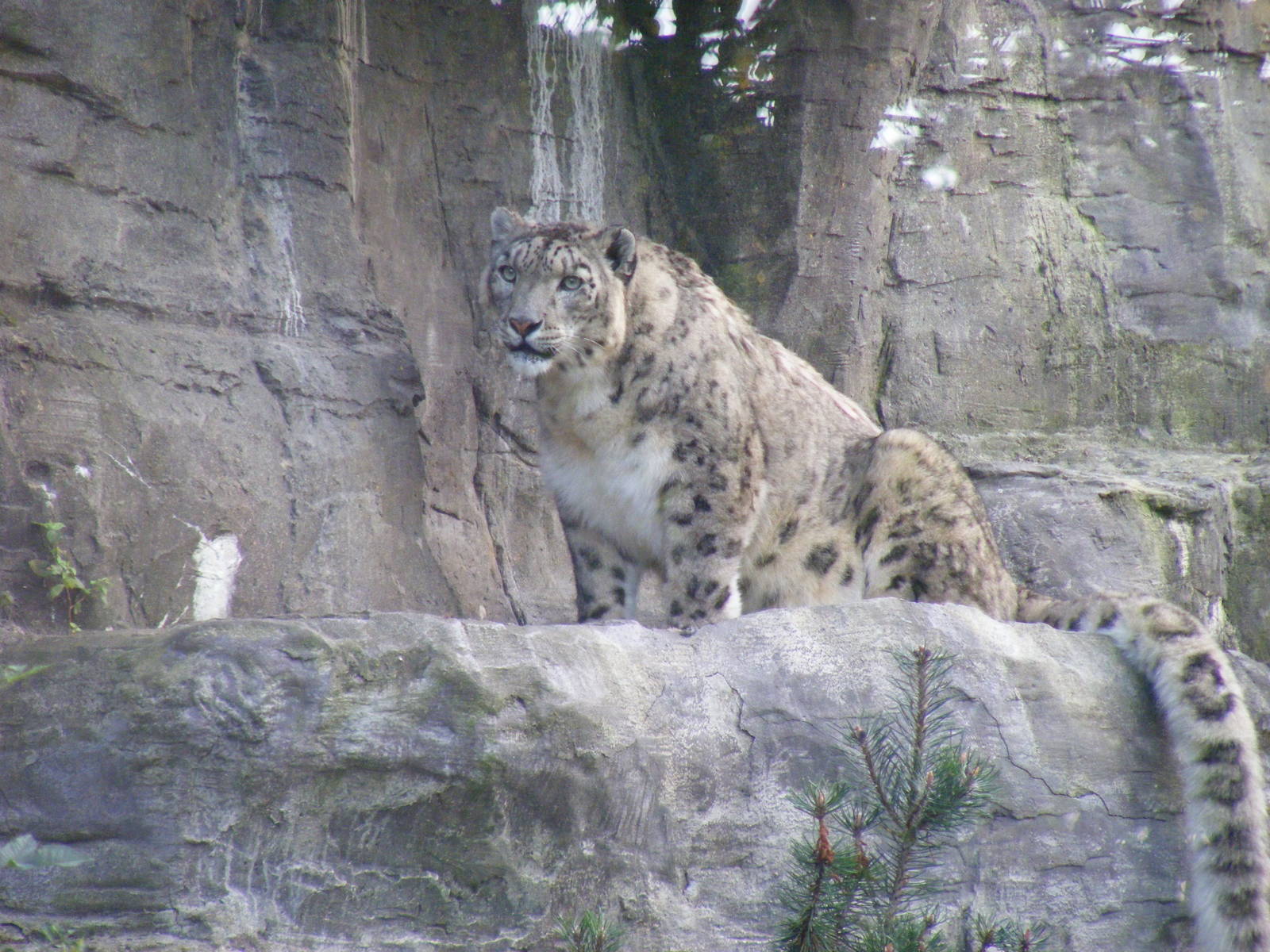 Yasmin the snow leopard at Marwell Wildlife, 2 September 2010