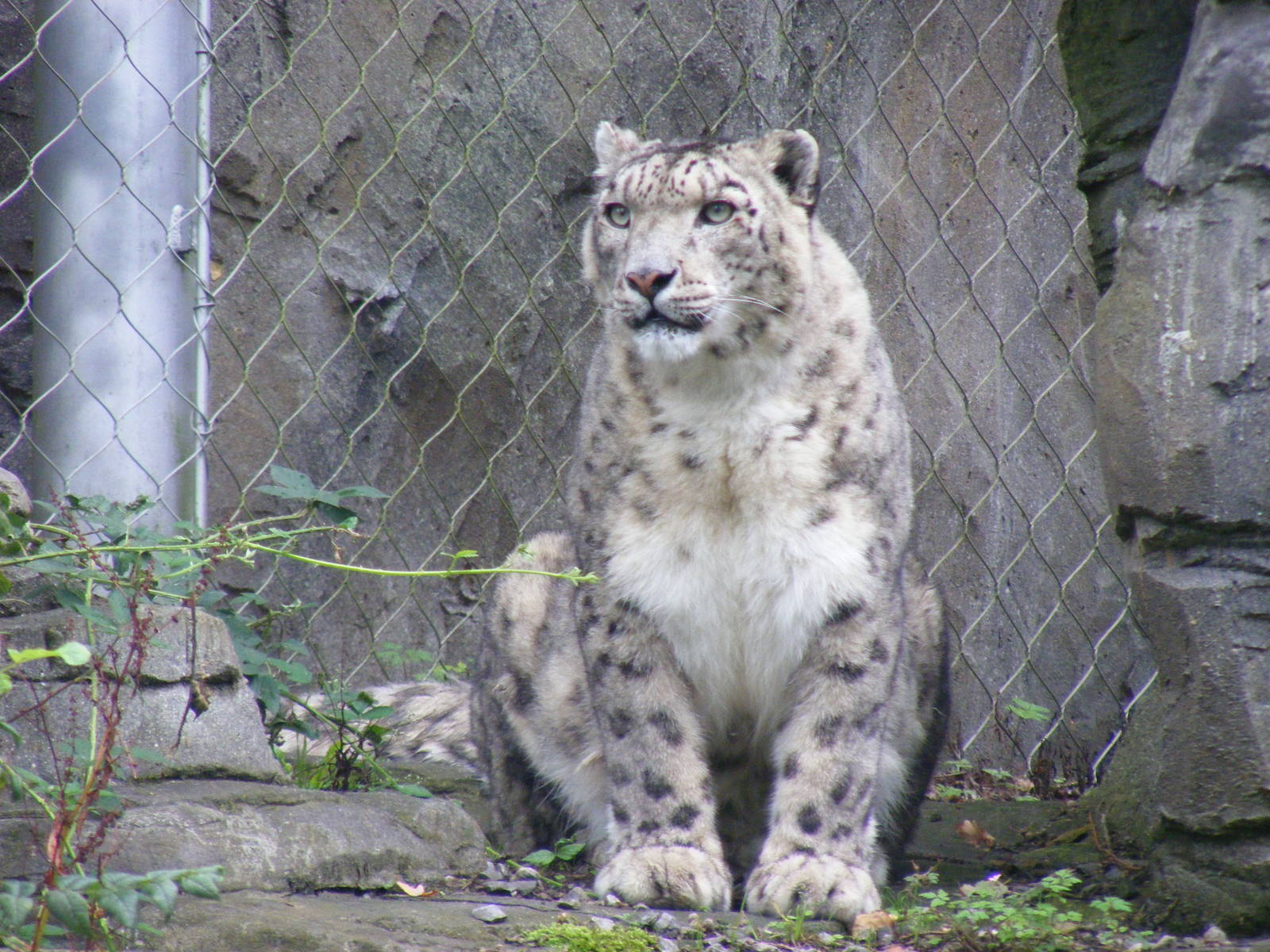 Yasmin the snow leopard at Marwell Wildlife, 22 August 2010