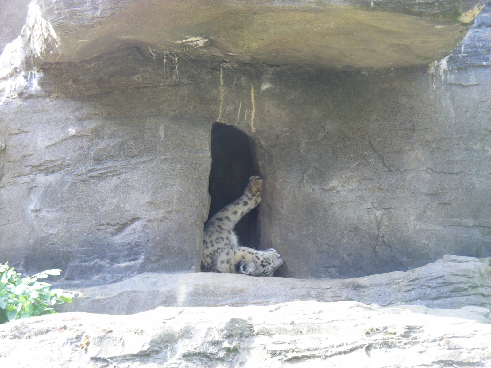 Yasmin the snow leopard at Marwell Wildlife, 27 June 2010