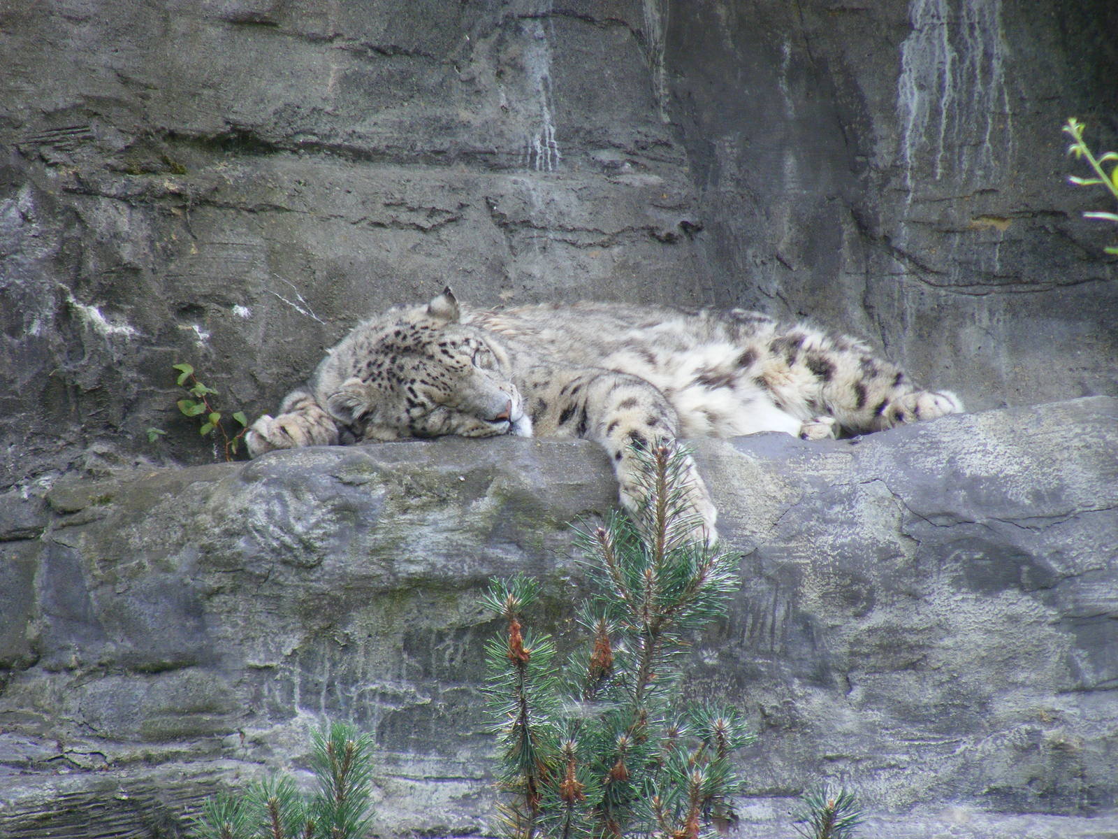 Yasmin the snow leopard at Marwell Wildlife, 8 August 2010