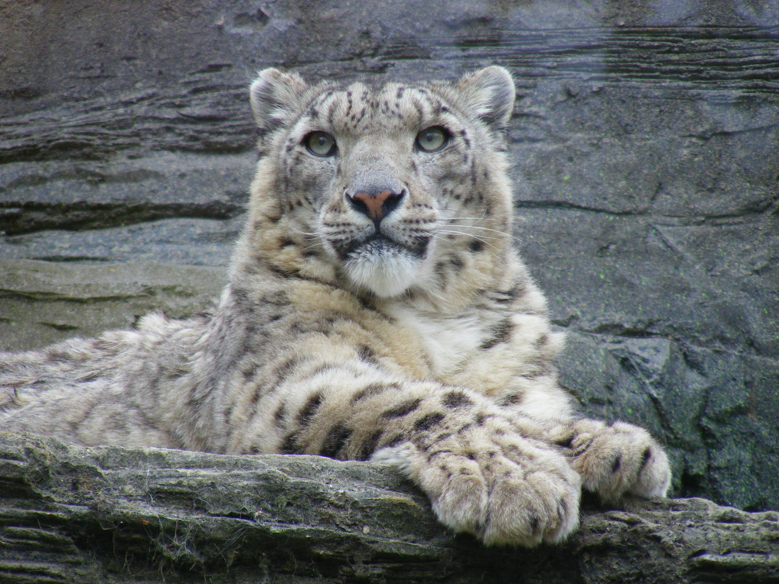 Yasmin the snow leopard at Marwell Wildlife, 9 May 2010