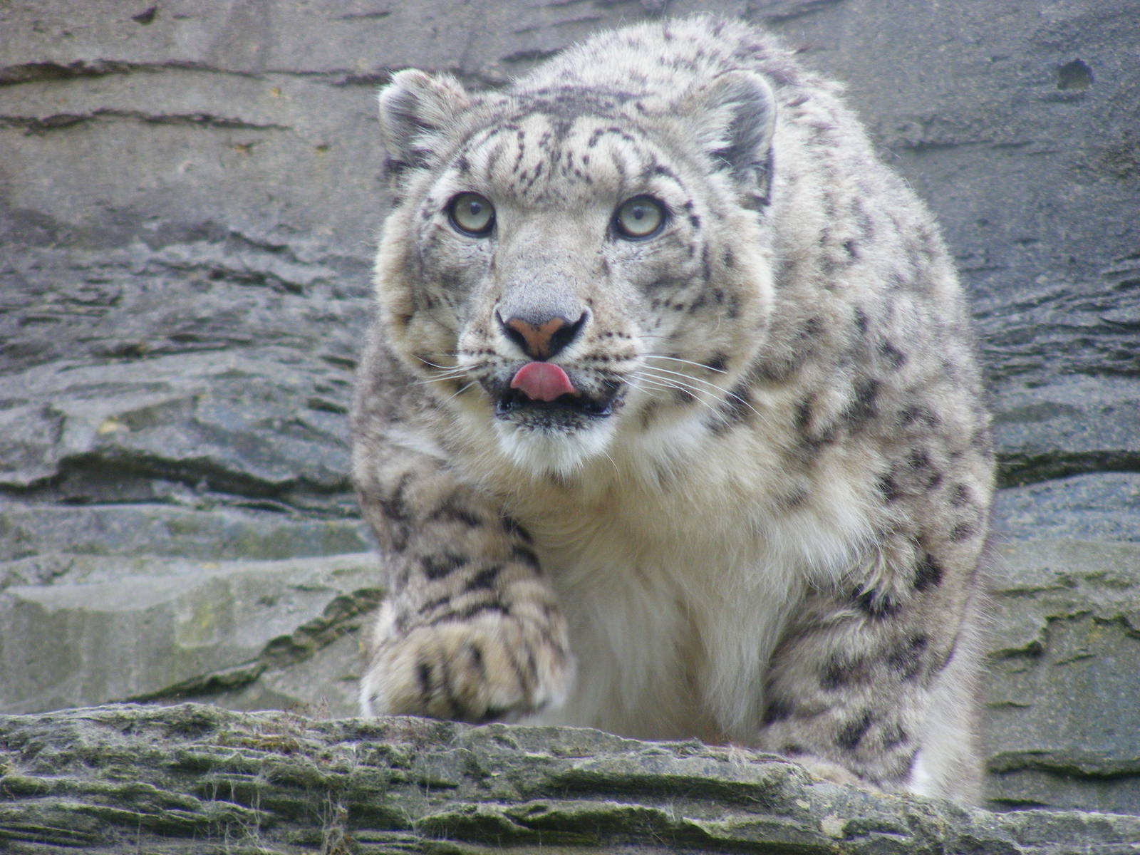 Yasmin the snow leopard at Marwell Wildlife, 9 May 2010