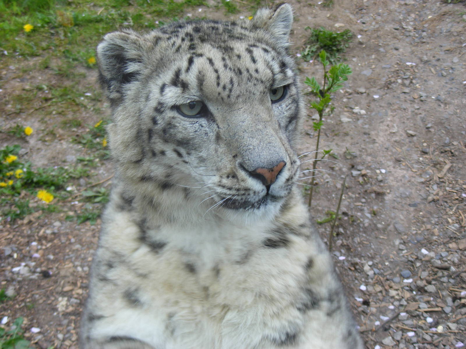 Yasmin the snow leopard at Marwell Wildlife, 9 May 2010