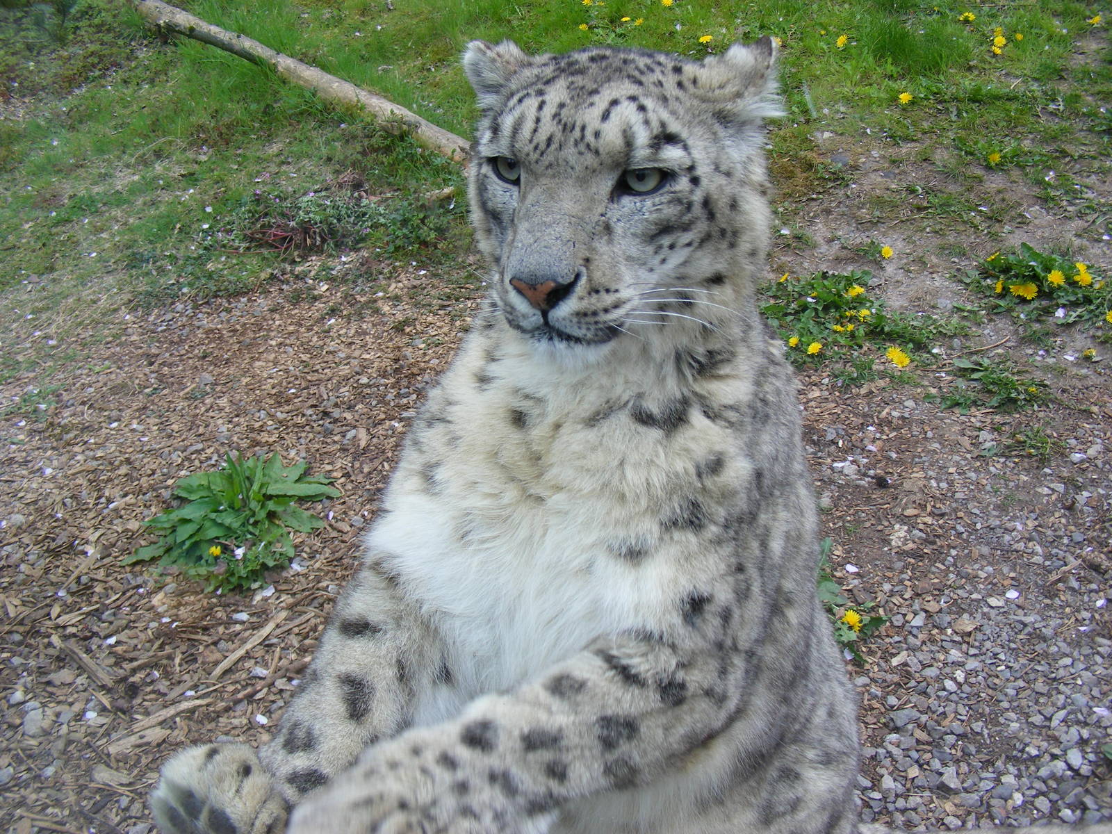Yasmin the snow leopard climbing the glass window at Marwell Wildlife, 9 Ma