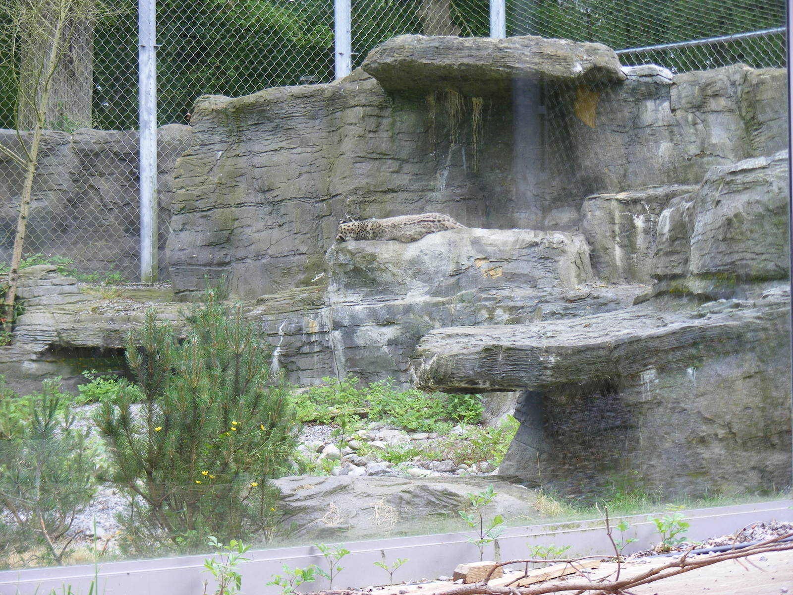 Yasmin the snow leopard in Roof of the World exhibit at Marwell Wildlife, 1