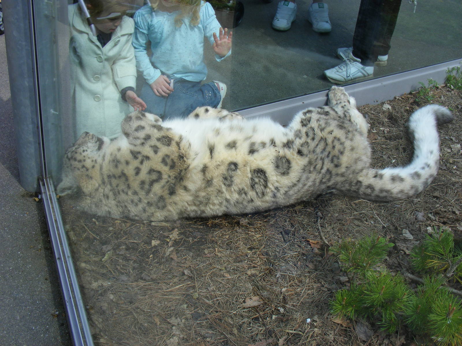 Yasmin the Snow Leopard in the Roof of the World exhibit at Marwell Wildlif