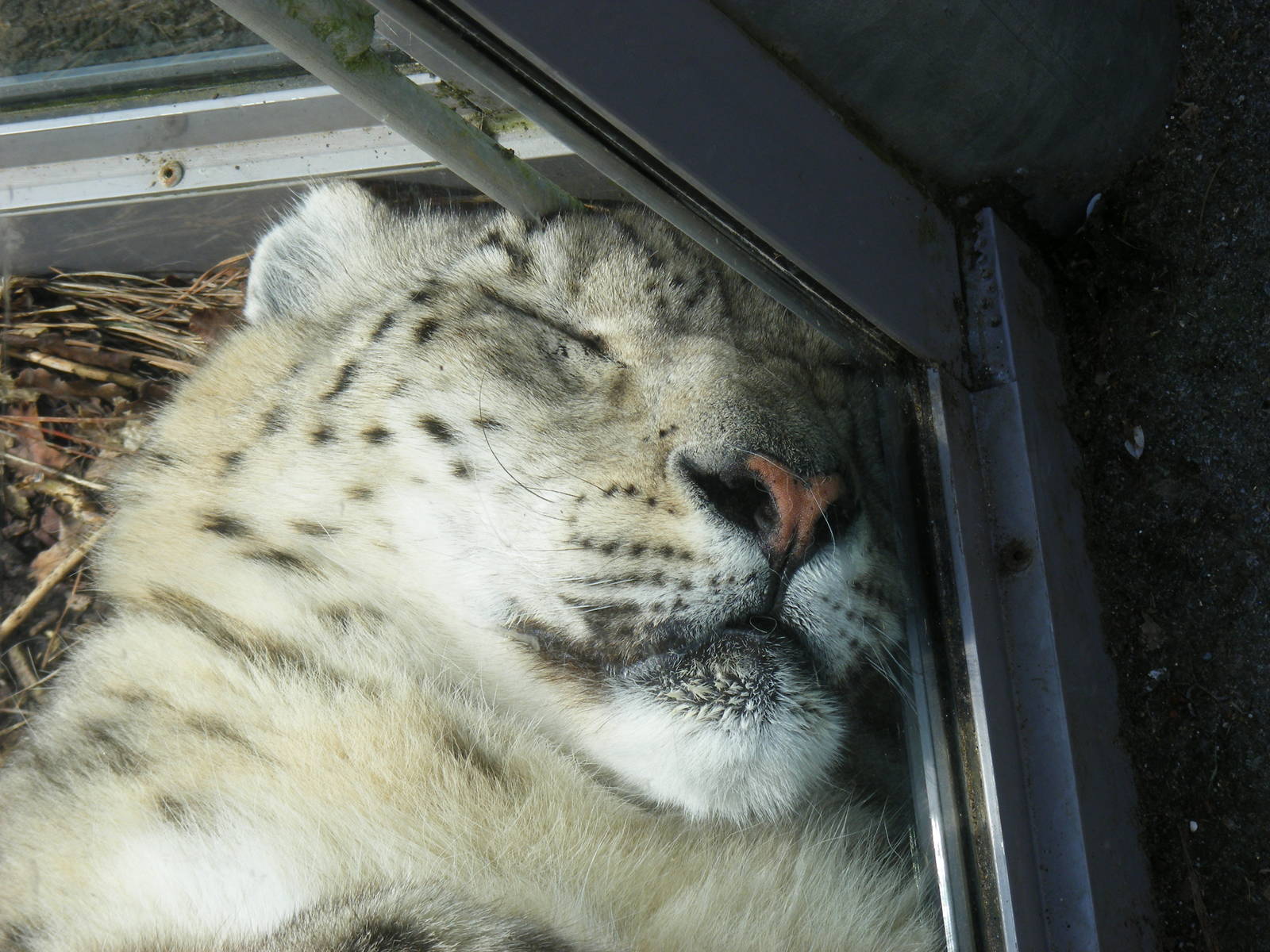 Yasmin the Snow Leopard in the Roof of the World exhibit at Marwell Wildlif