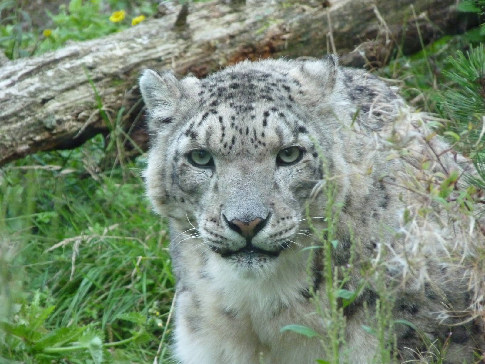 Yasmin the Snow Leopard