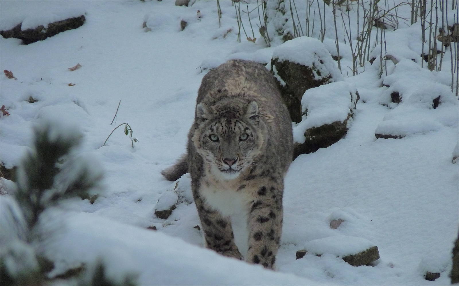 Yasmin the Snow Leopard