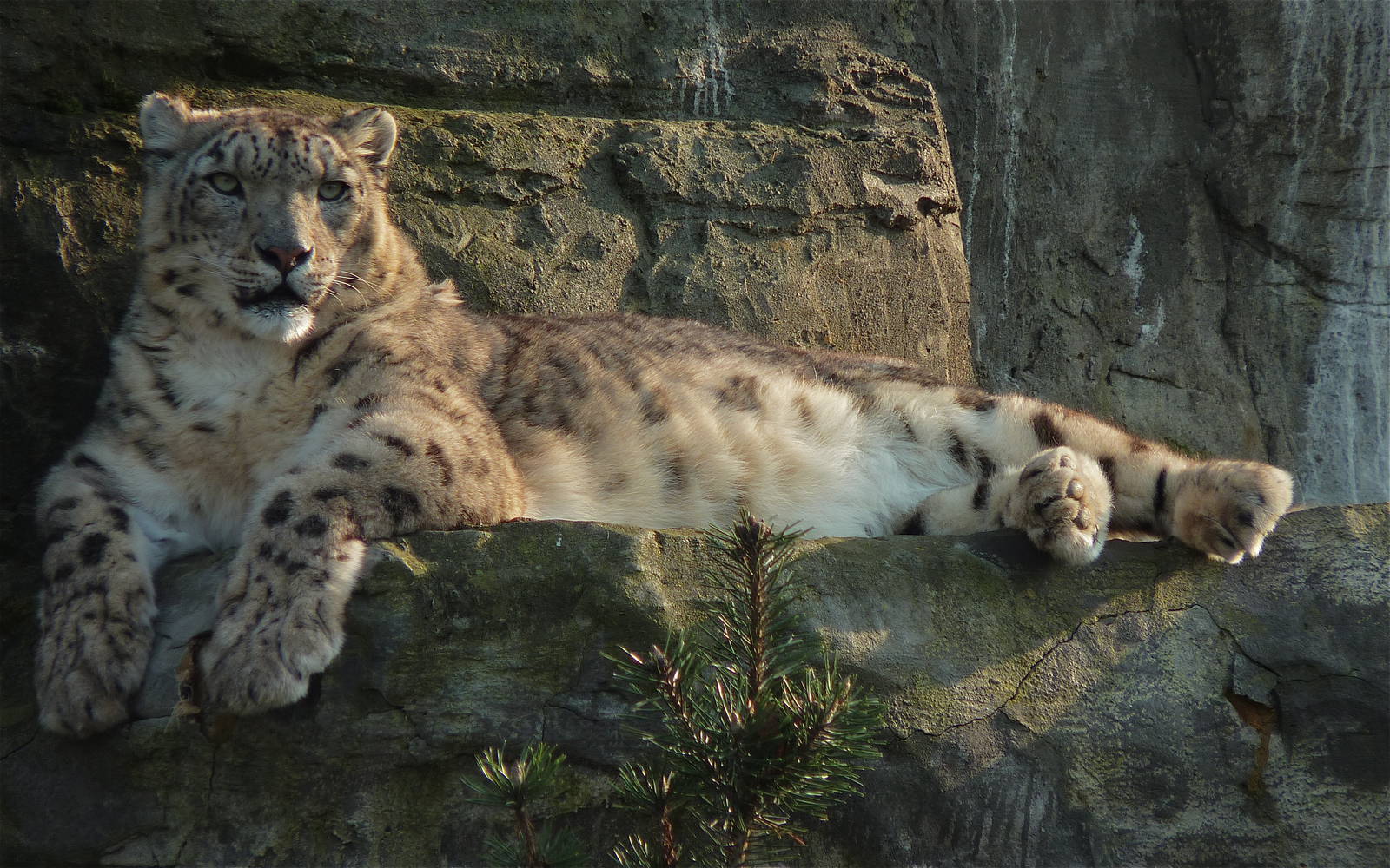 Yasmin the Snow Leopard