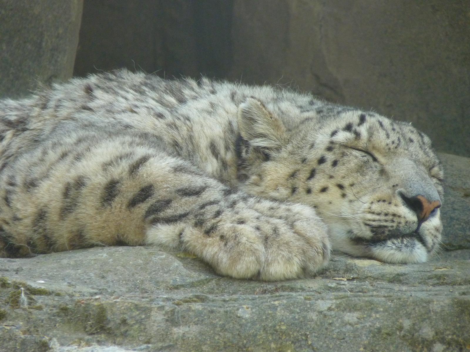 Yasmin the Snow Leopard