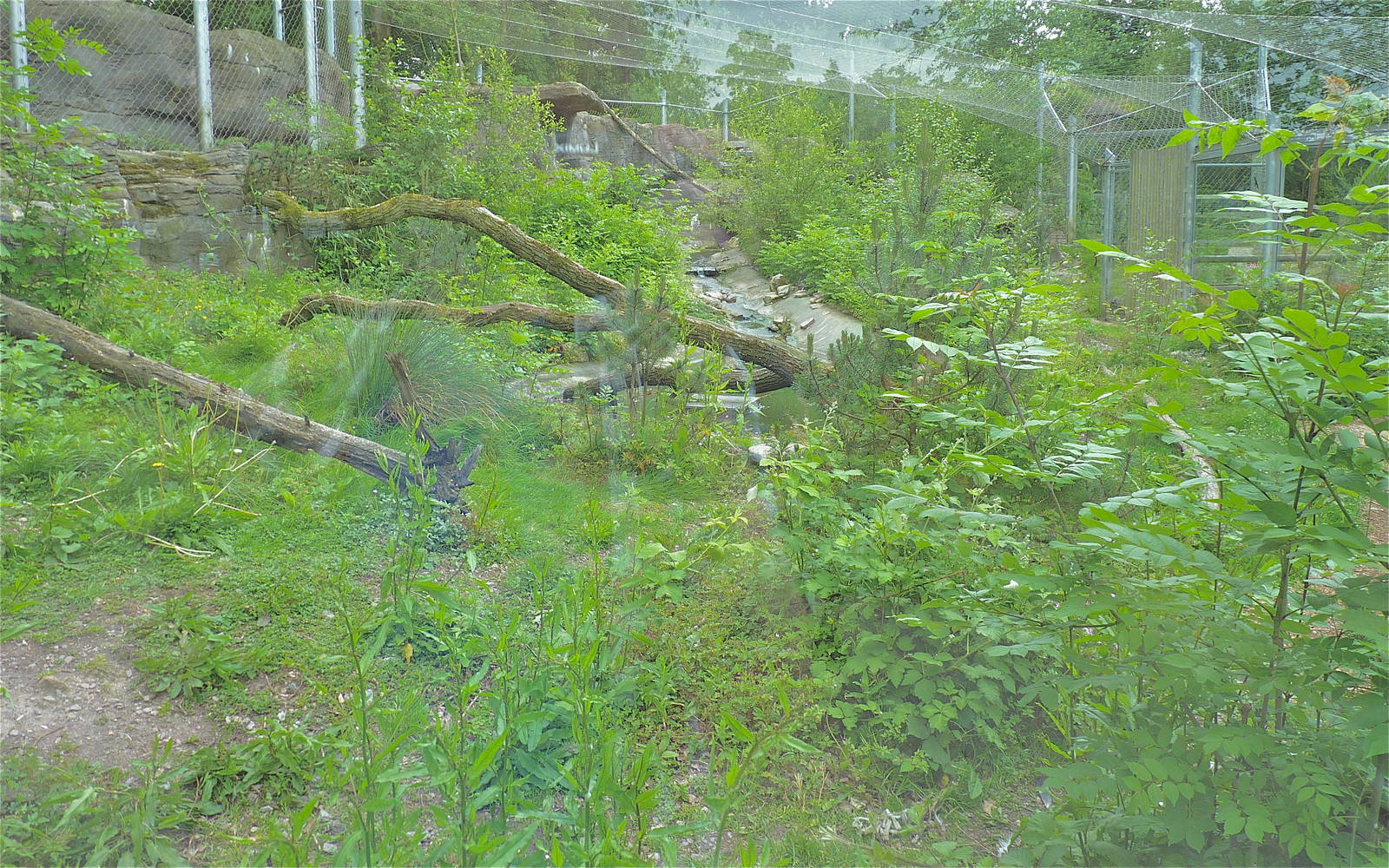 Yasmin the Snow Leopards Enclosure - Looking Lush