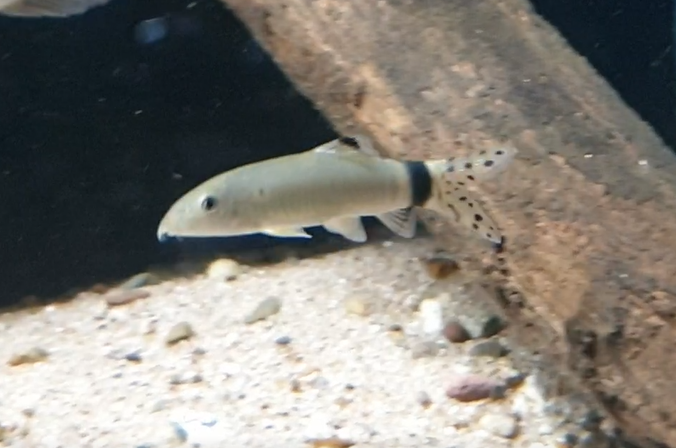 Yasuhikotakia splendida