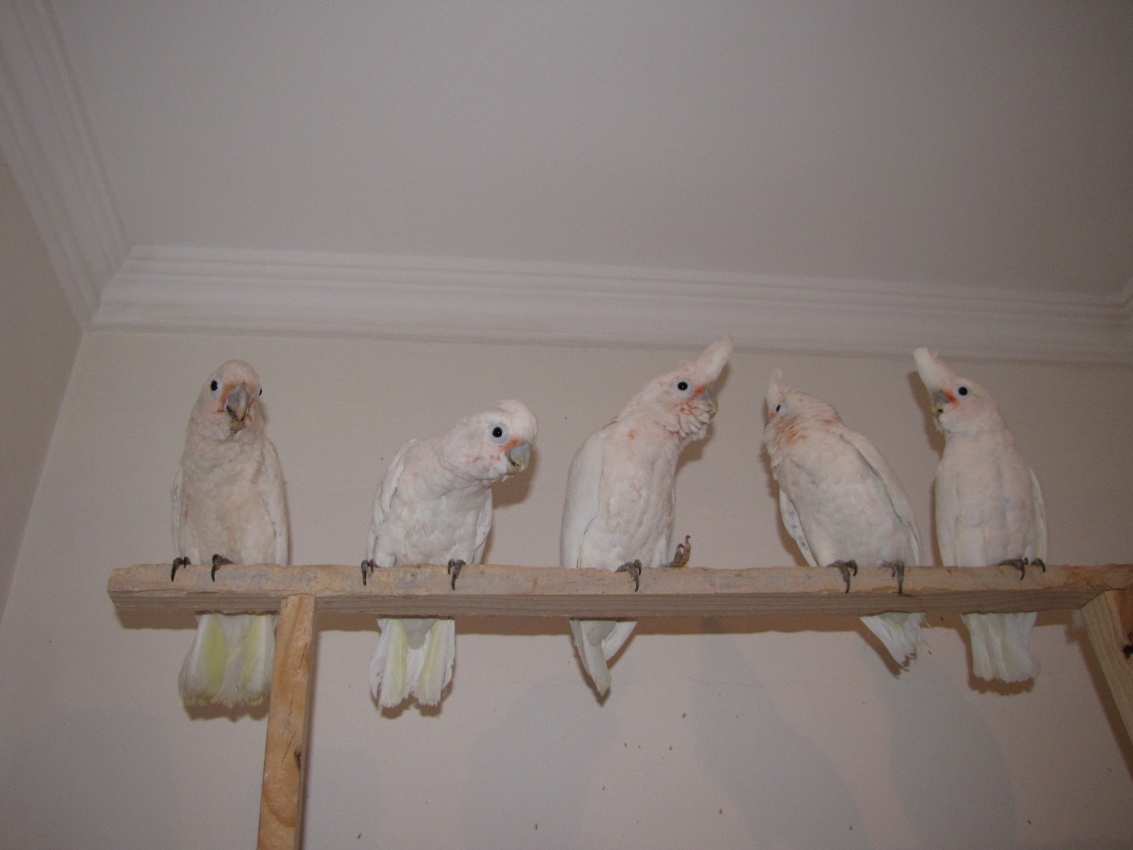 Yaung hand reared goffin's in kuwait zoo