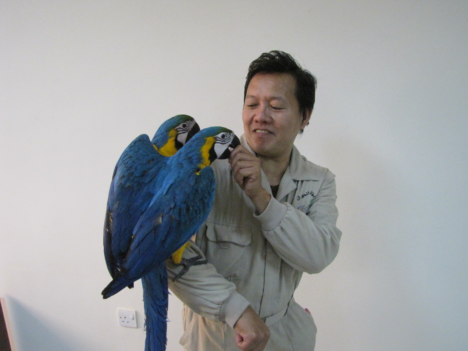 Yaung hand reared macaw in kuwait zoo
