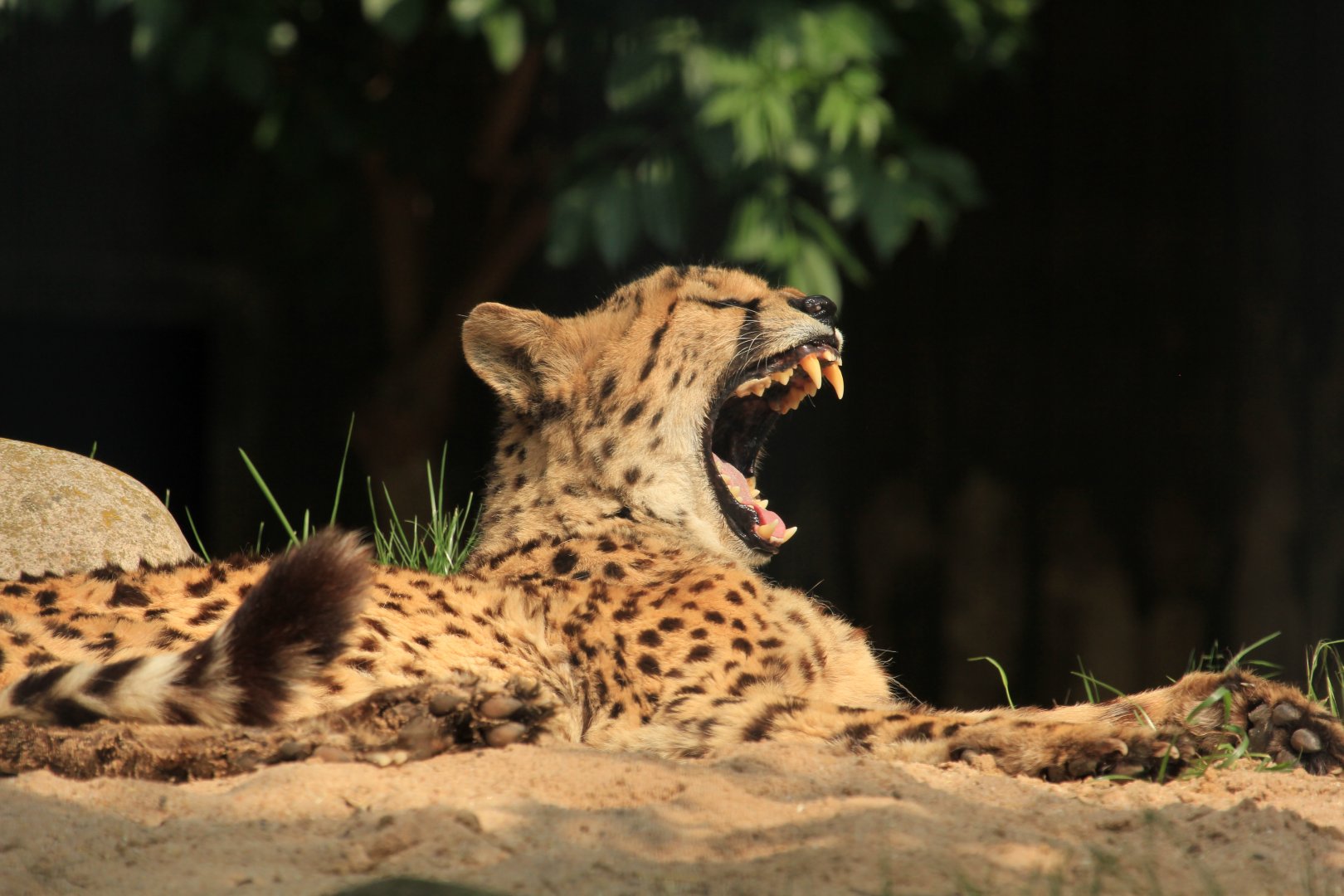Yauning Cheetah (Mai 2018)