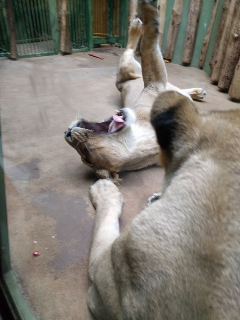 Yawning Asian Lioness Zoo Praha 2018