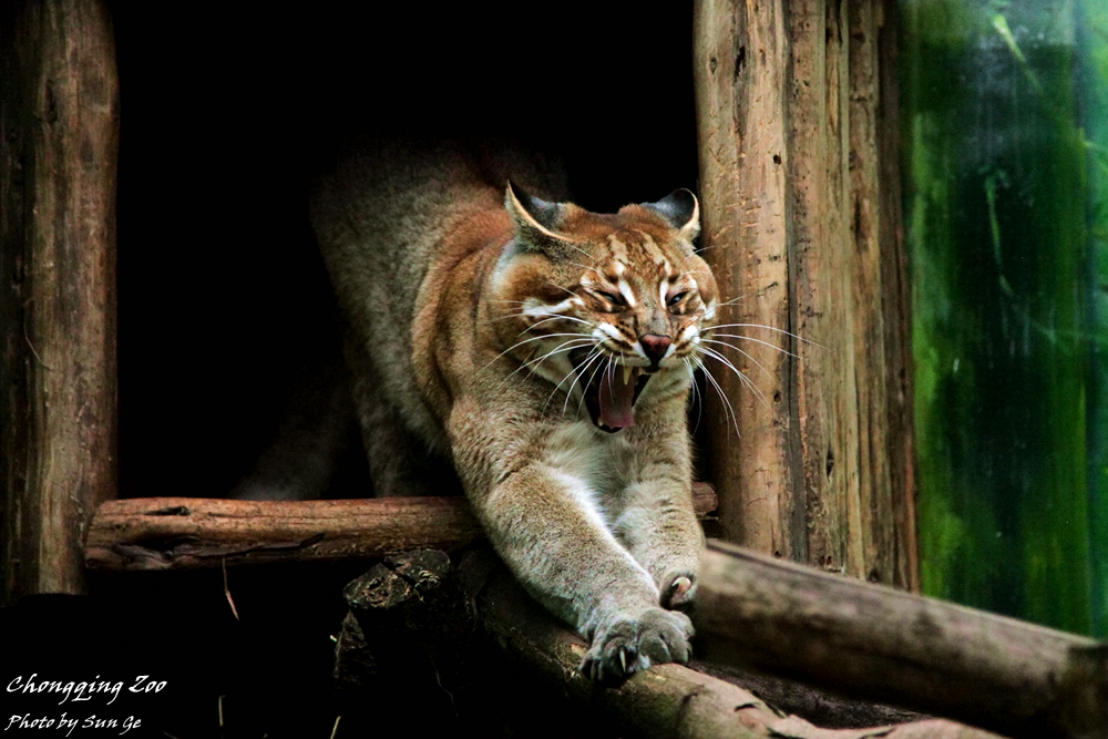 Yawning Asiatic golden Cat