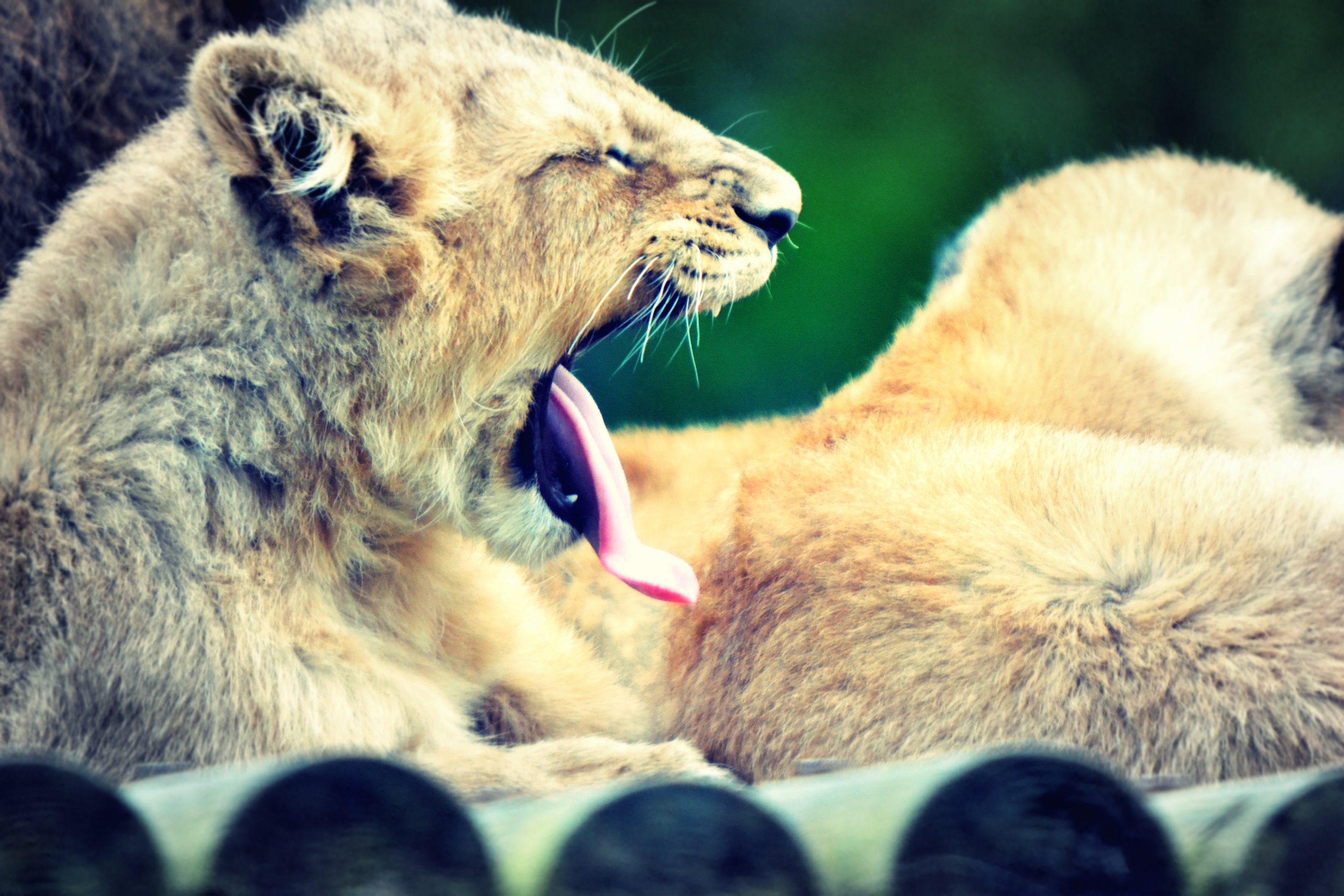 Yawning Asiatic Lion Cub