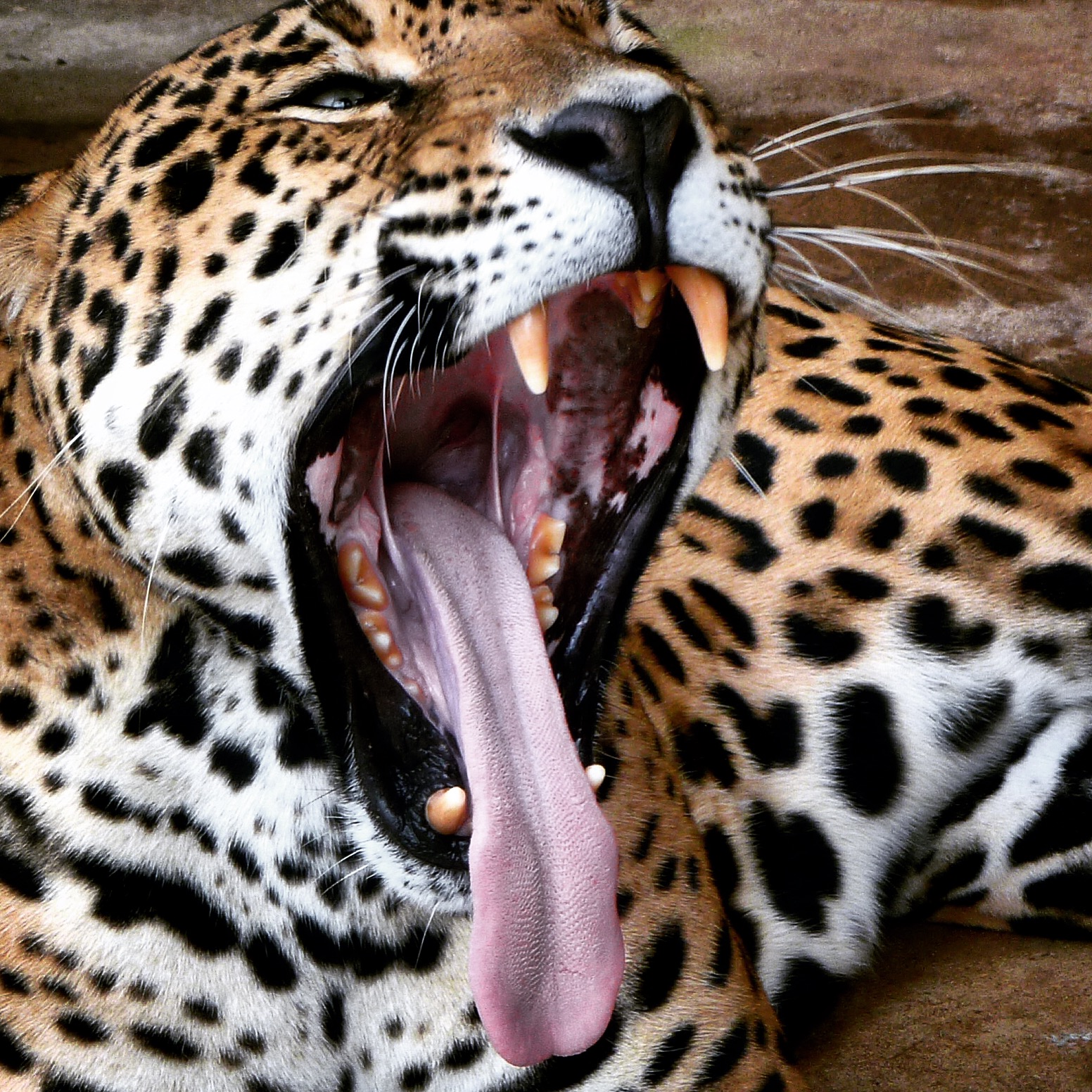 Yawning Beauty