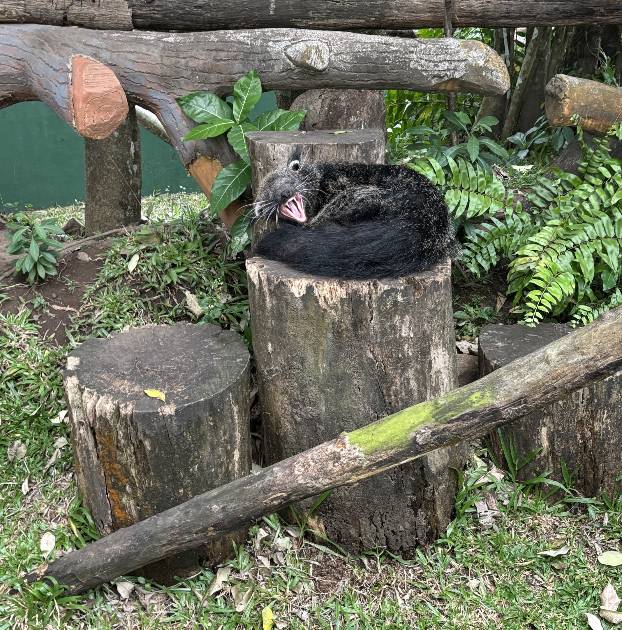 Yawning Binturong