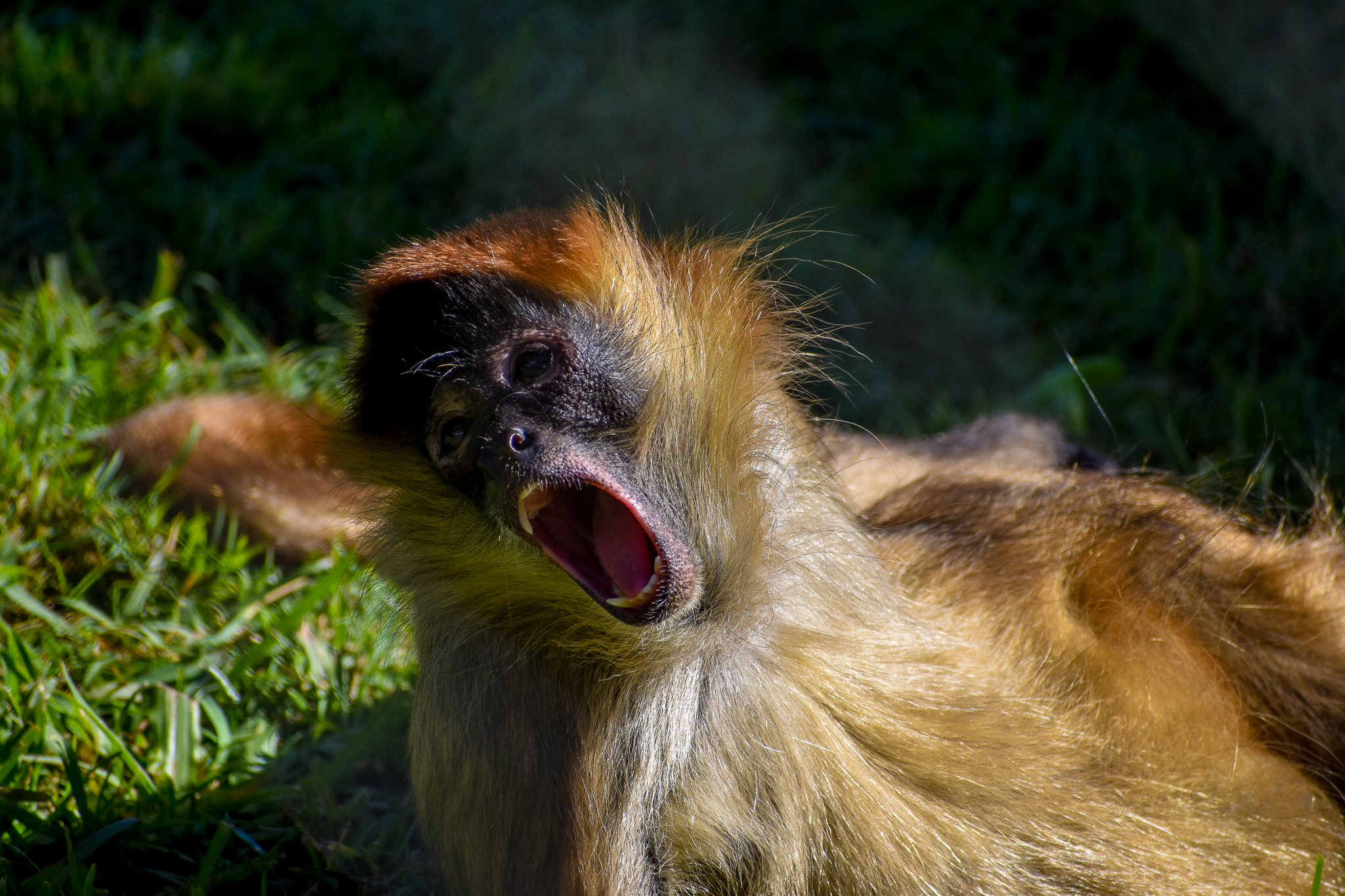 Yawning Black-handed Spider Monkey