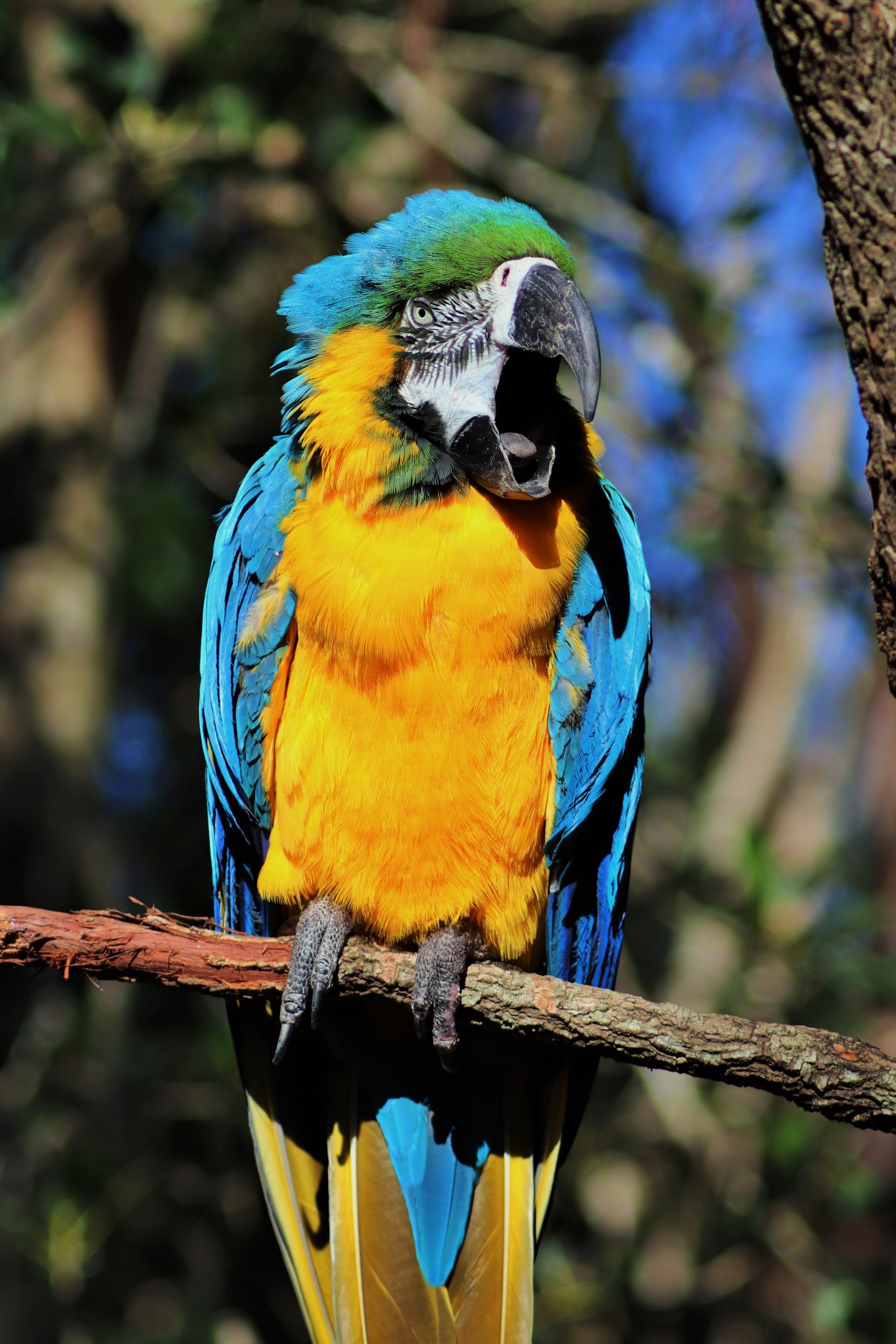 Yawning Blue and Gold Macaw (Ara ararauna)