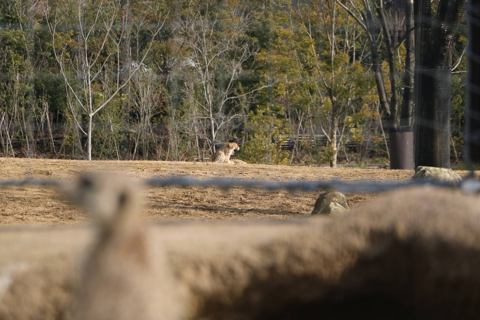 Yawning cheetah with meerkat, February 2016