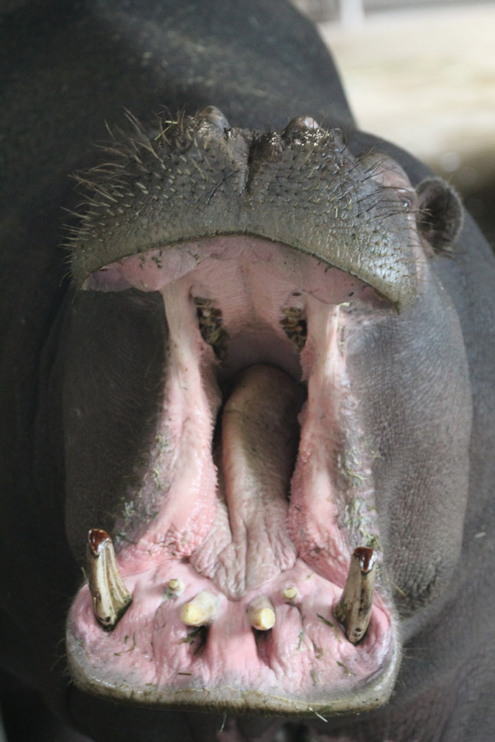 Yawning Common Hippo- 24th July 2023