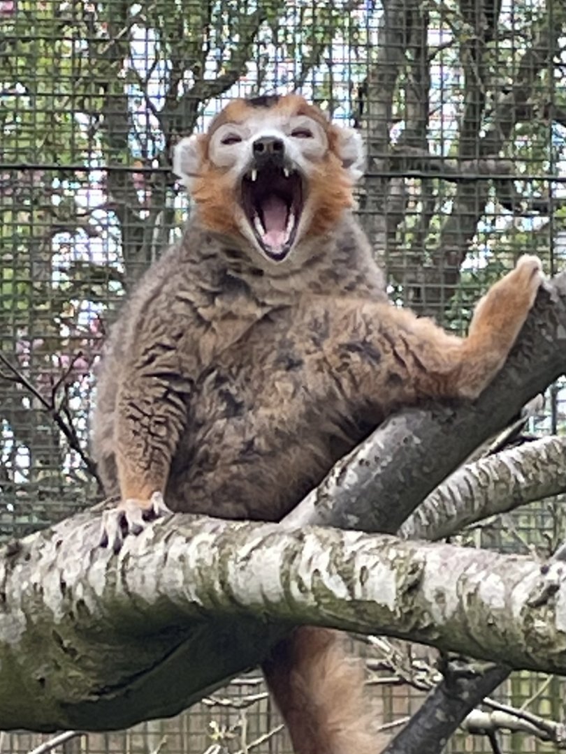 Yawning Crowned Lemur