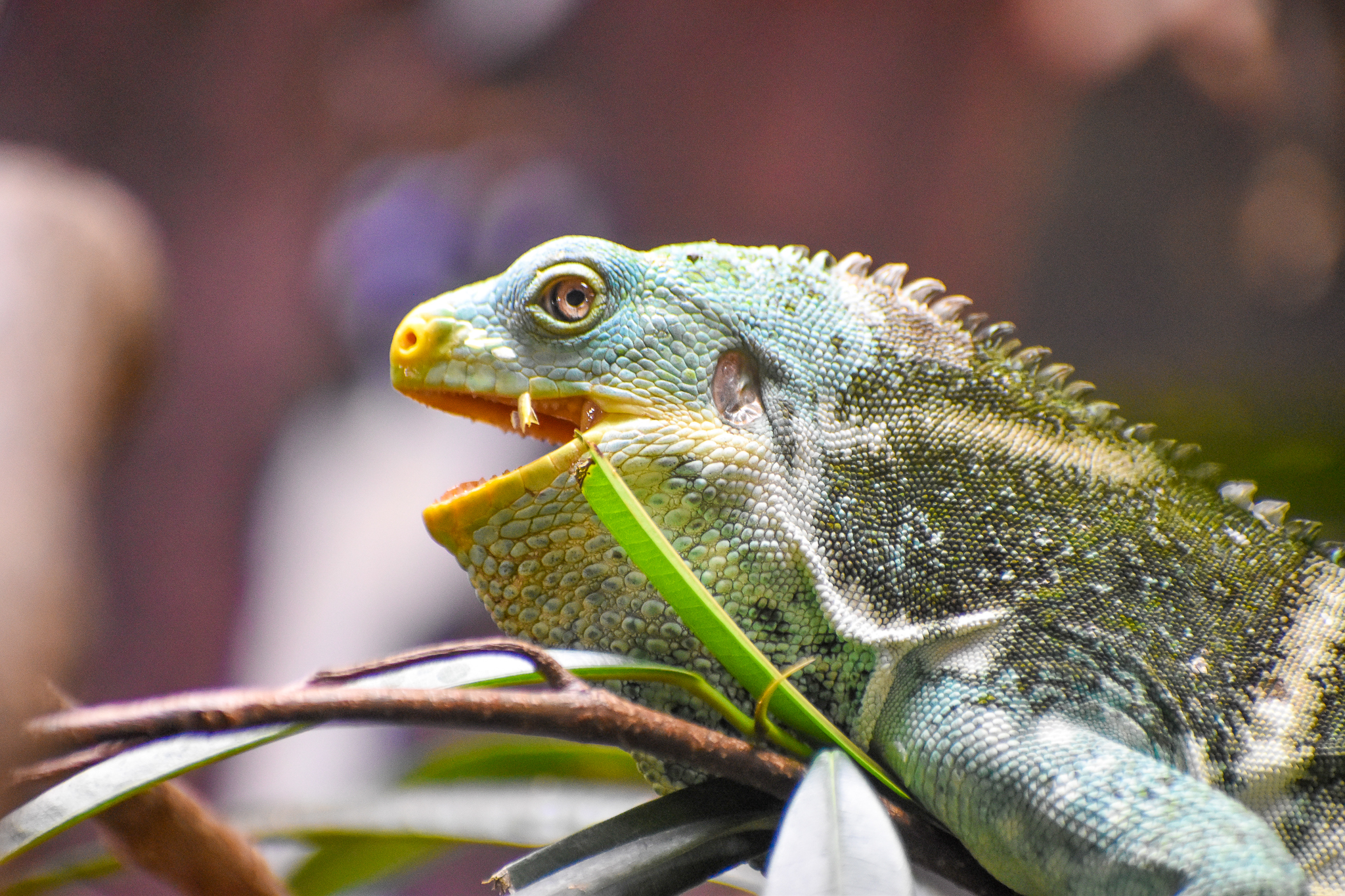 Yawning Fijian Crested Iguana
