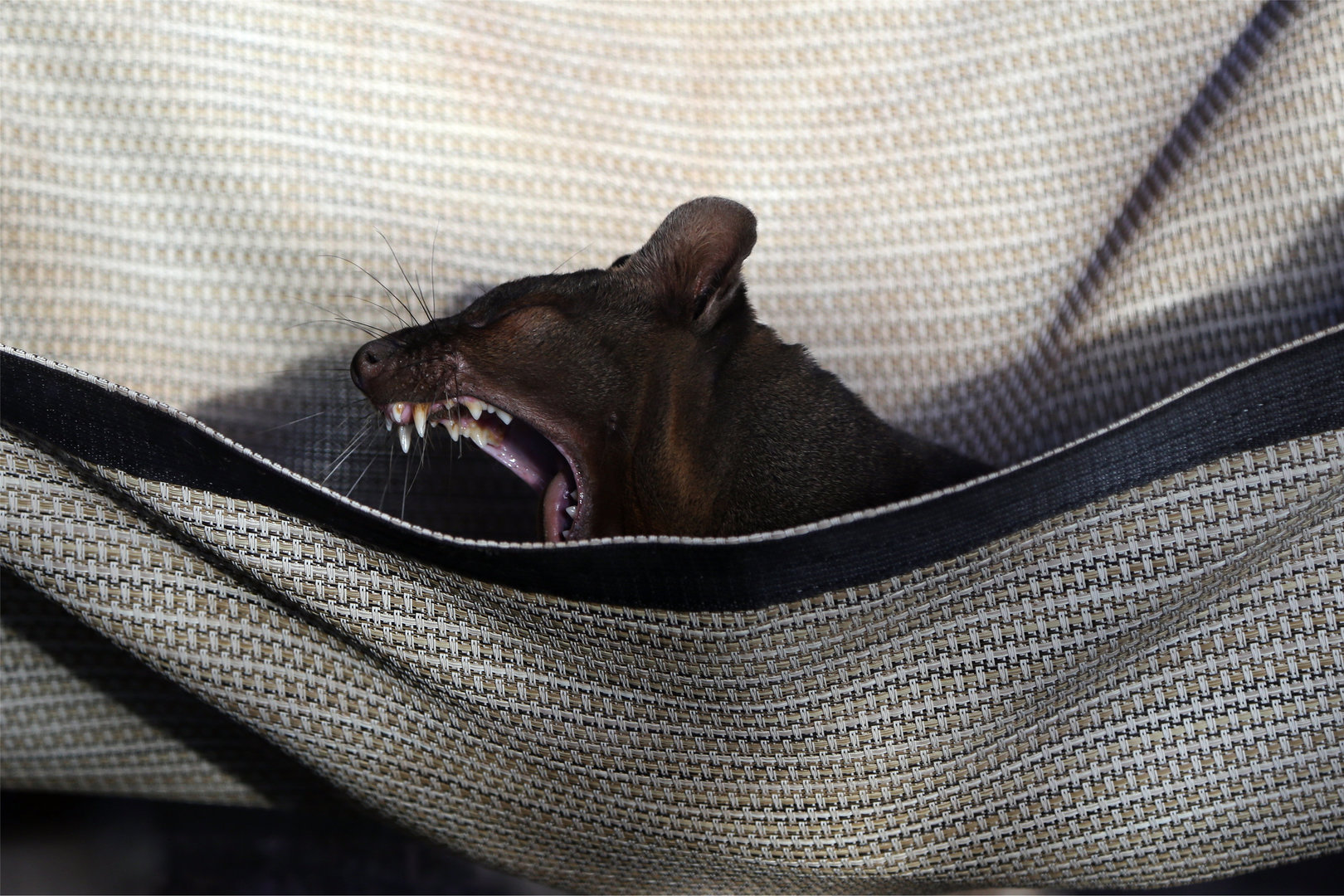 Yawning Fossa, January 2018