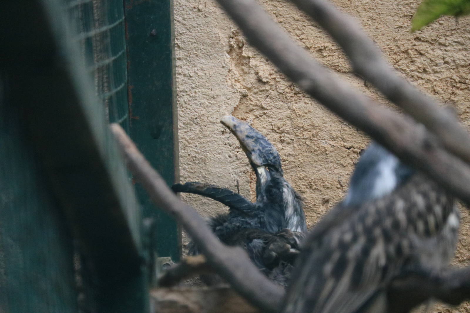 Yawning grey hornbill, February 2016