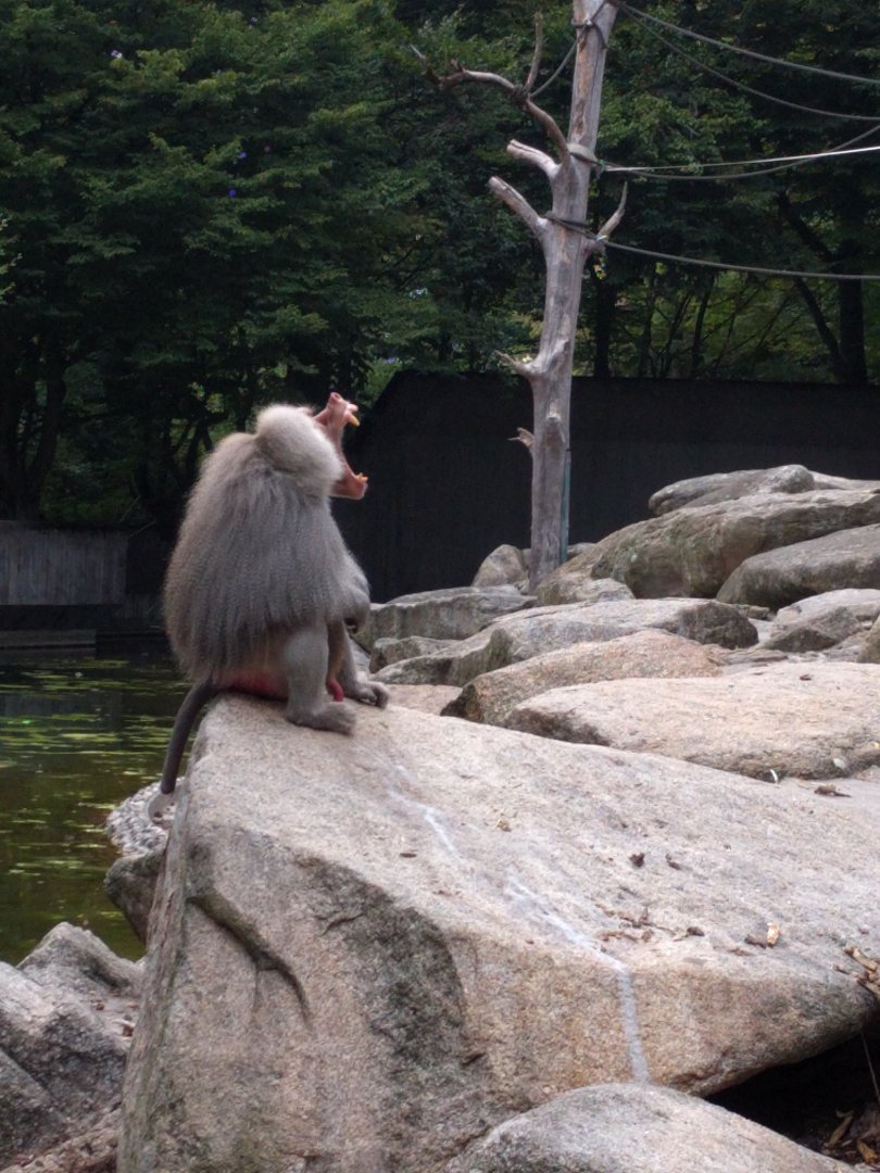 Yawning hamadryas baboon