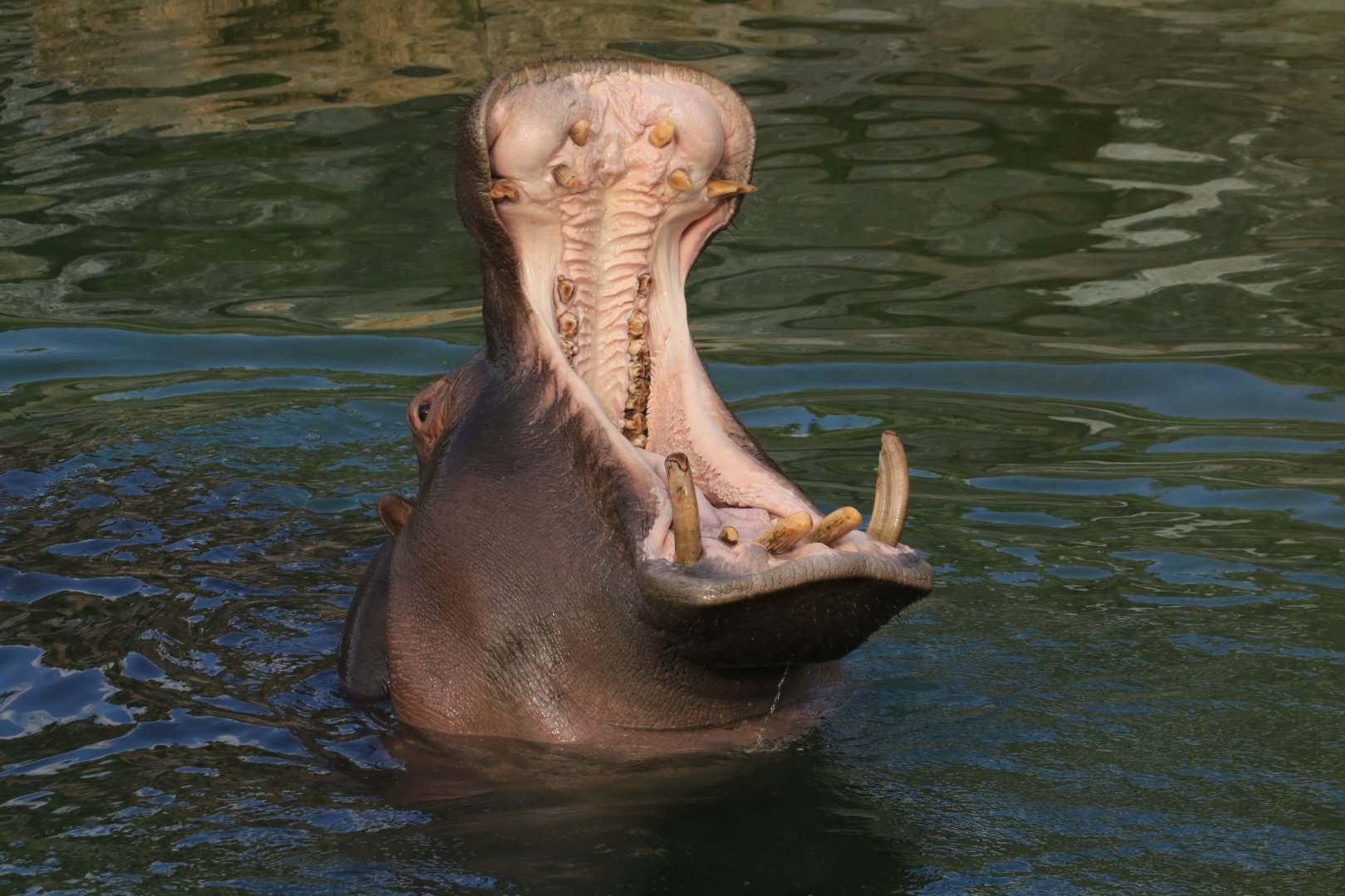 Yawning Hippo (July 2019)