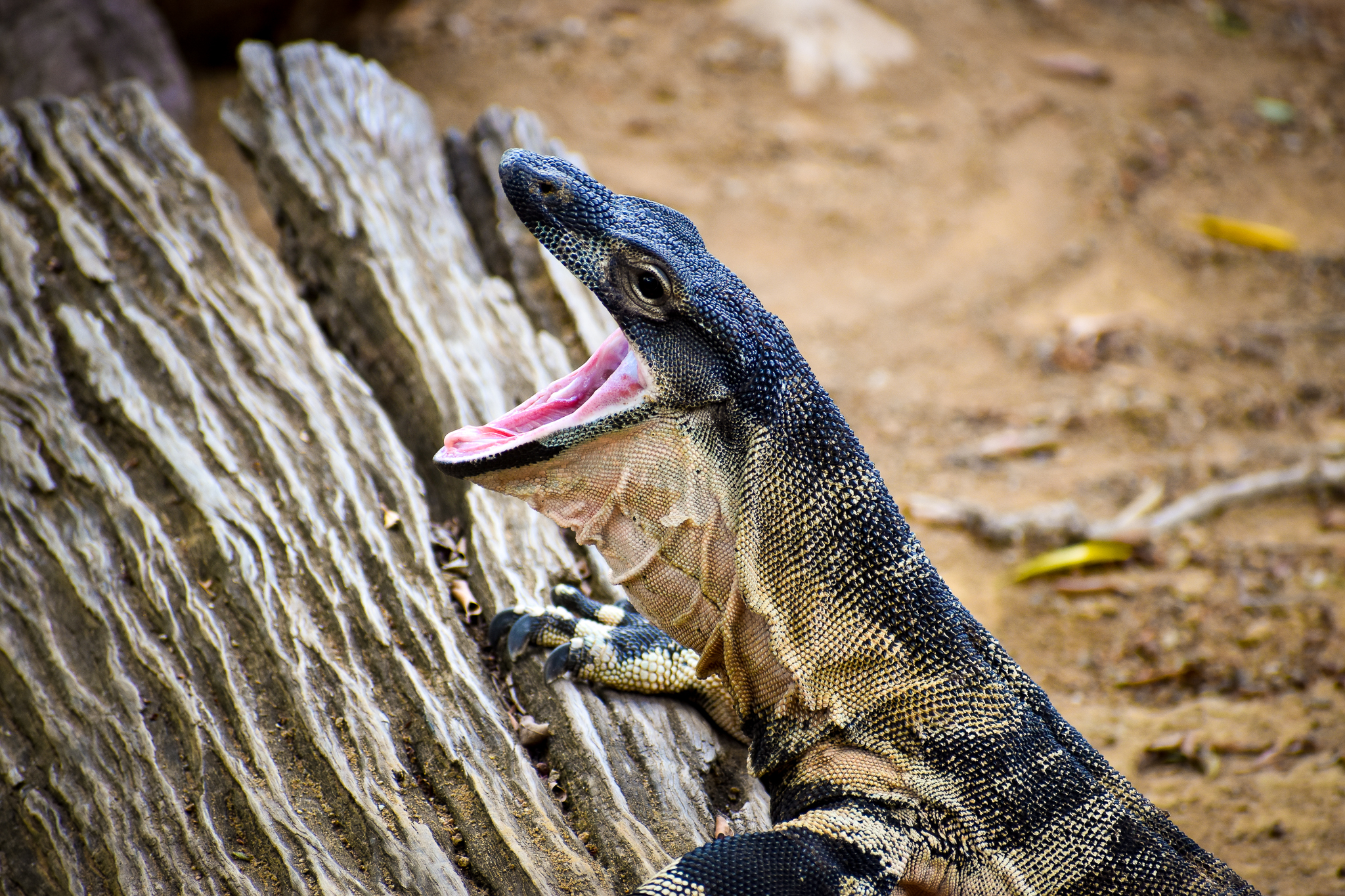 Yawning Lace Monitor (Varanus varius)