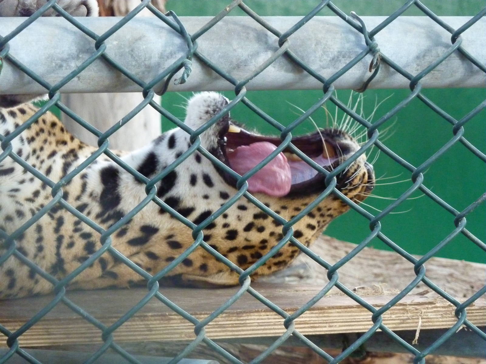 Yawning leopard