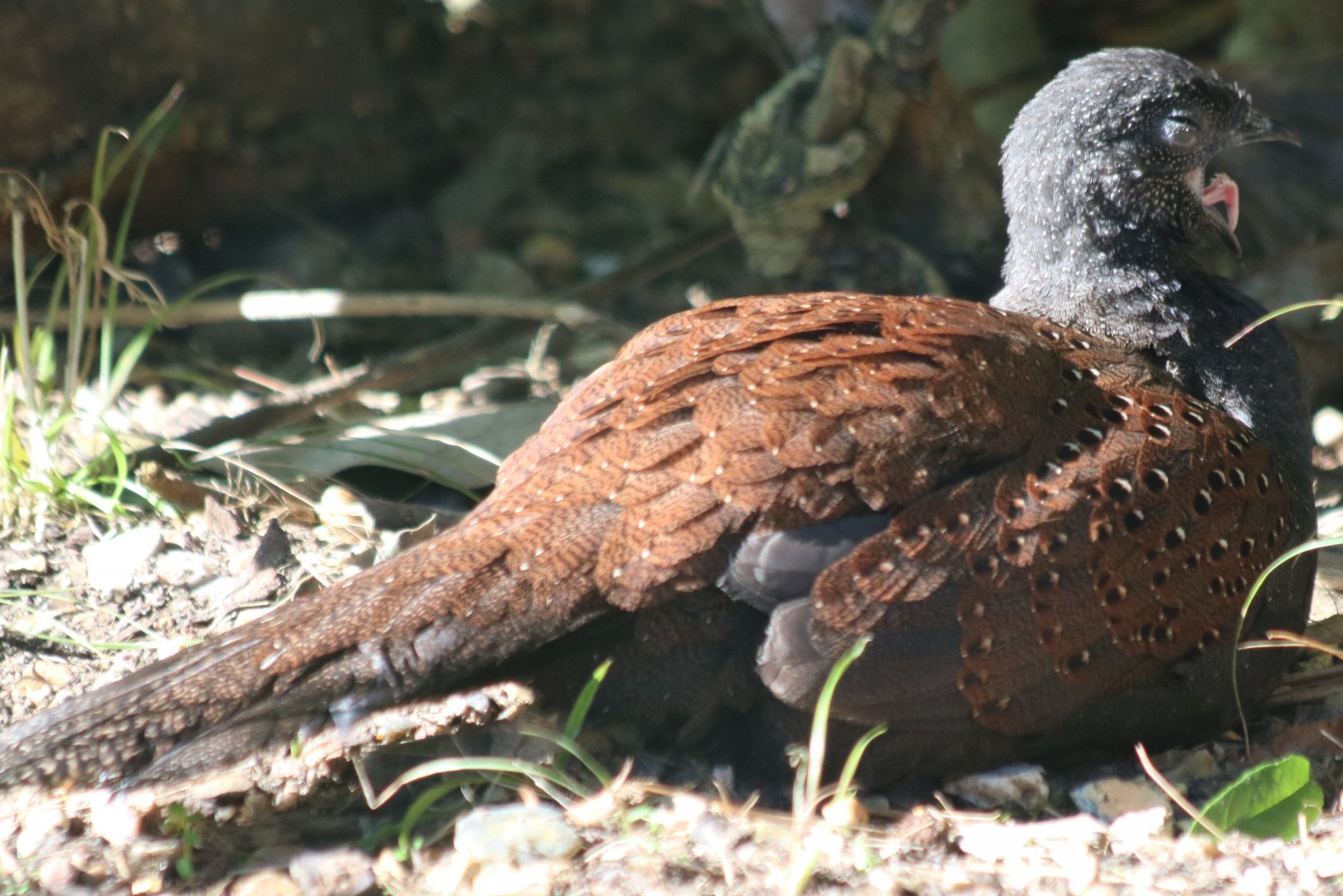 Yawning Mountain Peacock Pheasant
