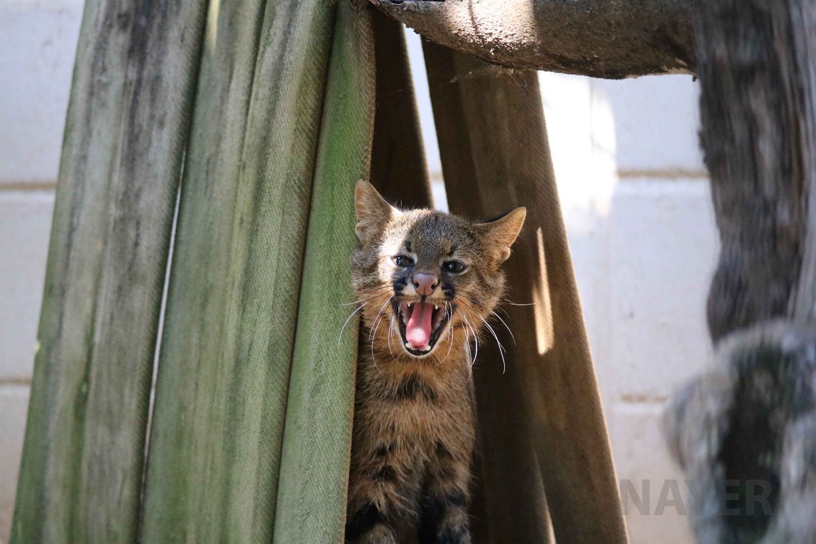 Yawning pampas cat, April 2016